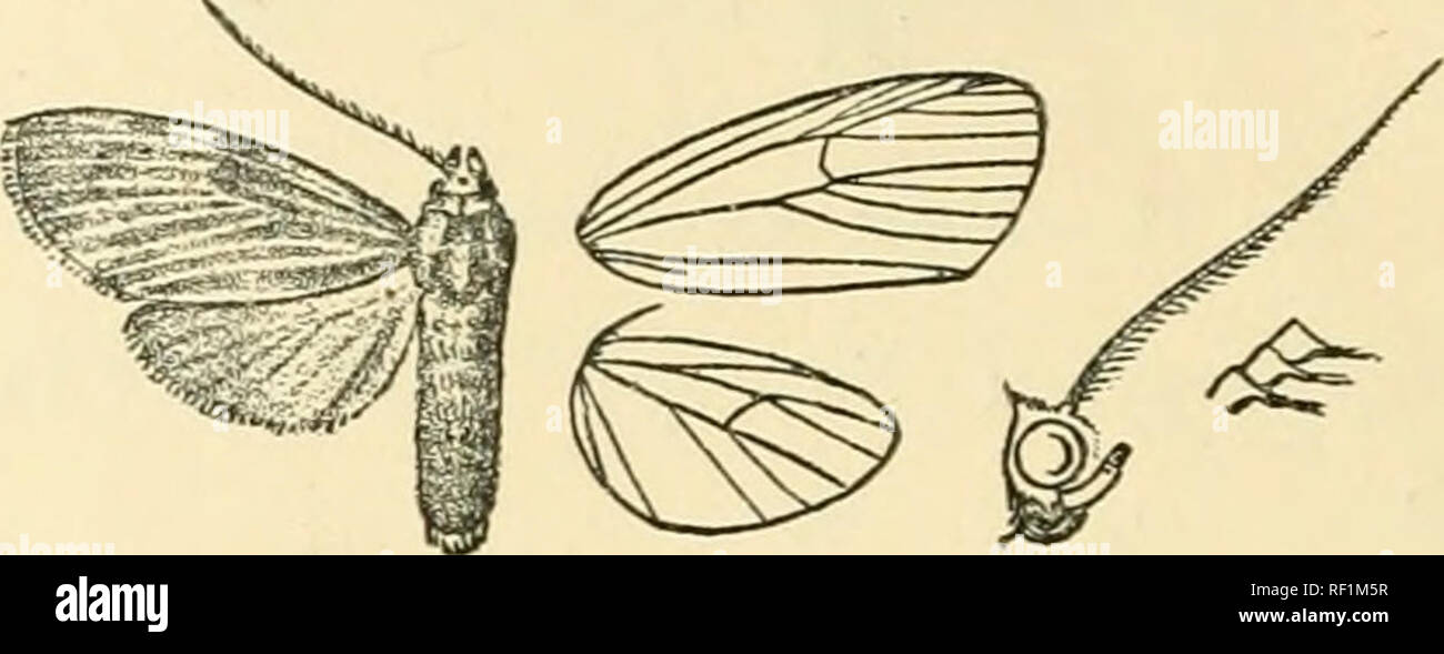 . Catalogue of Lepidoptera Phalaenae in the British Museum. Moths. 98 ARCTIAD^. vein 2 from towards angle of cell, 3 from close to angle; 4, 5 from angle; 6 from upper angle; 7, 8, 9 stalked; 10, 11 stalked. Hind wing with veins 3 and 5 from angle of cell, 4 absent; 6, 7 from upper angle; 8 from middle of cell. 1361. Dialeucias pallidistriata, n. sp. J. Pale brown ; palpi orange; the 3rd joint black ; vertex of head with two orange spots; coxae orange; abdomen dorsally tinged with fuscous, the extremity and ventral surface yellow.. Fig. 73.—Dialeucias pallidistriata, (^ . . Fore wing somewhat Stock Photo