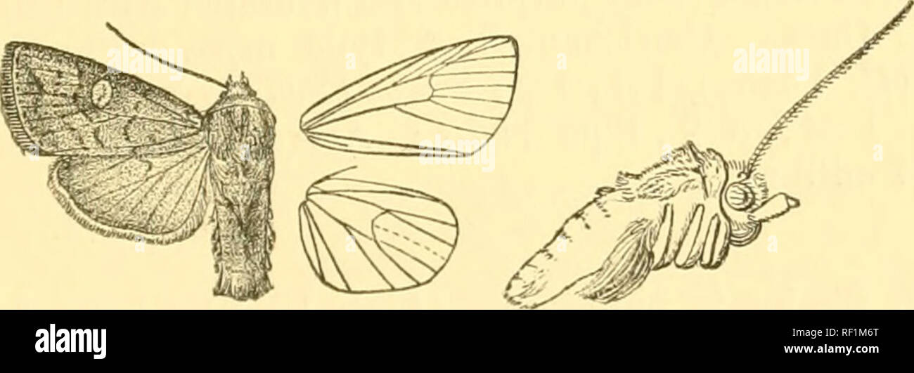 . Catalogue of the Lepidoptera Phalænæ in the British museum. Moths. CHAB0ATA. 263 Sect. III. Antennte of male ciliated. A. Abdomen of male with paired ventral tufts of long hairs from base. a. Fore wing yellow irrorated and striated with rufous distincta. b. Fore wing reddish or grey tinged with red, irrorated and striated with brown ohsctira. c. Fore wing grey tinged with browu; hind wing on under- side with the terminal area dark punctosa. 1501, Chabuata distincta. Aletia distincta, Mooro, P. Z. S. 1881, p. 333, pi. 37, f. 4 ; Hmpsn. Moths Ind. ii. p. 277. Aletia exanthemata, Moore, P. Z. S Stock Photo