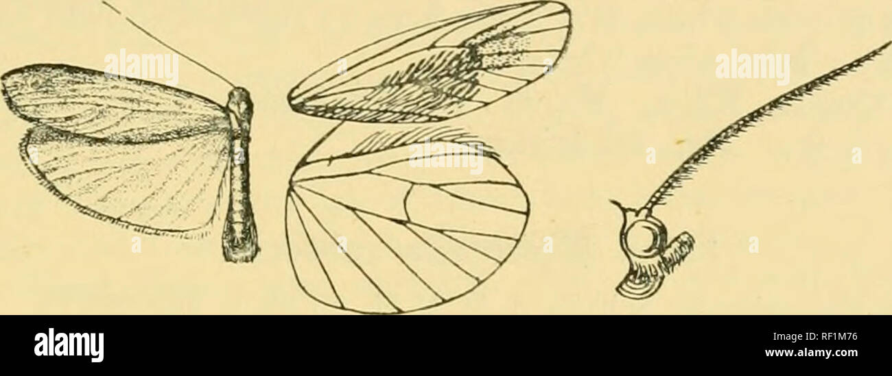 . Catalogue of the Lepidoptera PhalÃ¦nÃ¦ in the British museum. Moths. MACHOPTILA. 515 creamy white. Underside of fore wing with the black patch extending to below middle of costa. link. Fit. Guiana, St. Jean Maroni (Le Moult), type t 6 in Coll. Dognin. Exji. 14 milliin. *389 a. Macroptila antonia. Macroptila antonia, Dogn. Hot. Nouv. Am. Sud, iii. p. 6 (1911). Fore wing of male very narrow, the inner margin highly arched, vein 7 from beyond 9 ; 10 curved towards base, the inner margin fringed with long upturned hair on underside, a patch of long spatulate upturned scales below end of cell and Stock Photo