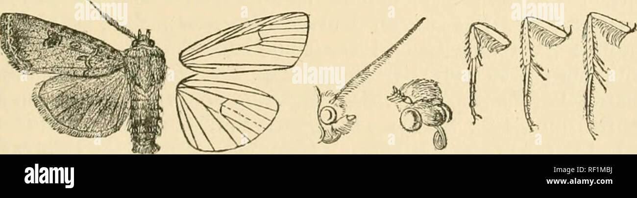 . Catalogue of Lepidoptera Phalaenae in the British Museum. Moths. ETTXOA. 167 nervure and obsolete towards inner margin ; clavit'orm large, dark brown witli black outline ; orbicular elongate, elliptical, with brown centre, pale annulus, and black outline ; reniform brown, with dark centre and black outline, the cell between the stigmata dark brown ; postmedial line formed by minute dark striae on the veins, bent outwards below costa, excurved to vein 4, then oblique ; sub- terminal line indistinct, pale, dentate at veins 7, 4, 3, 2, and with short dark streaks before it at middle ; a termina Stock Photo