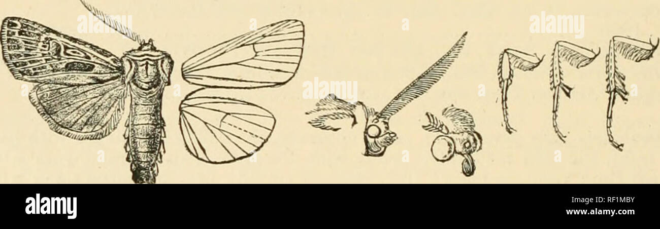 . Catalogue of Lepidoptera Phalaenae in the British Museum. Moths. 154 NocrriD^. C. Fore wing with the orbicular-roiincl. a. Fore wing with the veins not streaked with white. a^. Fore wing with the costal area and disk suffused with rufous. cr. Hind wing white bcetica. b^. Hind wing suffused with brown on terminal area . pierrcti. b^. Fore wing with the costal area and disk whitish ... lansarotensis. fj. Fore wing with the veins streaked with white trifida. 269. Euxoa ol)esa. A(jrotis obem, Boisd. Ind. Meth. p. 112 (1829) : id. Icon. Lep. Eur. pi. 75. 'ff. 1, 2; Dup. Lep. Fr. Suppl. iii. p. 17 Stock Photo