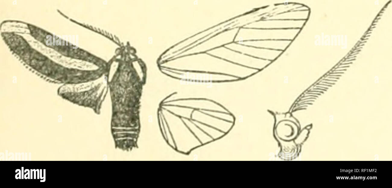 . Catalogue of Lepidoptera Phalaenae in the British Museum. Moths. ArTOMoijs. 47 h. Ilincl w ing of male with vein 8 from the cell. «'. {AutovioUs). Hind wing of male with veins 6, 7 coincident. (i^. Fore wing black-brown. a-'. Fore wing with orange patches below end of and beyond the cell opposita. h Fore wing with curved orange fascia from near base to apex sphingidea. h^. Fore wing white, with black-streaked brown costal fascia and patch on inner margin idalia. c'-. Fore wing yellow, with crimson-edged fuscous markings juvcnit:. d^. Fore wing orange irrorated witli crimson and with a hirge Stock Photo