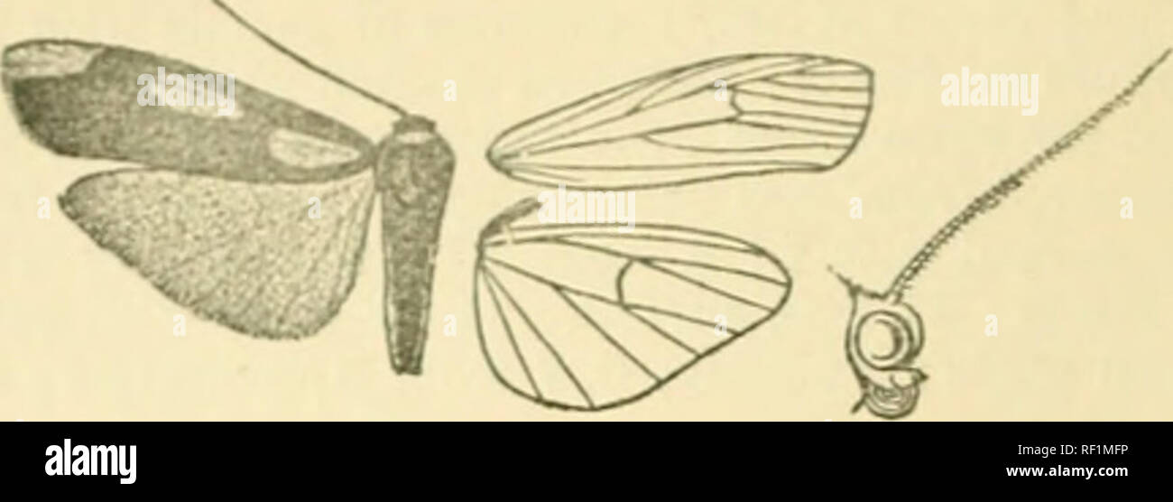 . Catalogue of Lepidoptera Phalaenae in the British Museum. Moths. 182 ARCTIAD.E. 375. Monotaxis trimaculata, n. sp. 5 . Head and thorax blue-black; palpi, frons, tepula^, and base of patagia orange ; legs orange and blue-black; abdomen orange,. Fig. 90.—Nonotaxis irimaculata, §. . the dorsal surface dull blue-black except at extremity. Fore wing blue-black, with a large subbasal wedge-shaped orange spot in and below cell; an elliptical spot in end of cell, and a somewhat quadrate elongate spot on apical part of costa ; cilia 3-ellow towards tornus. Hind wing orange-yellow. Hah. Borneo, Kina  Stock Photo