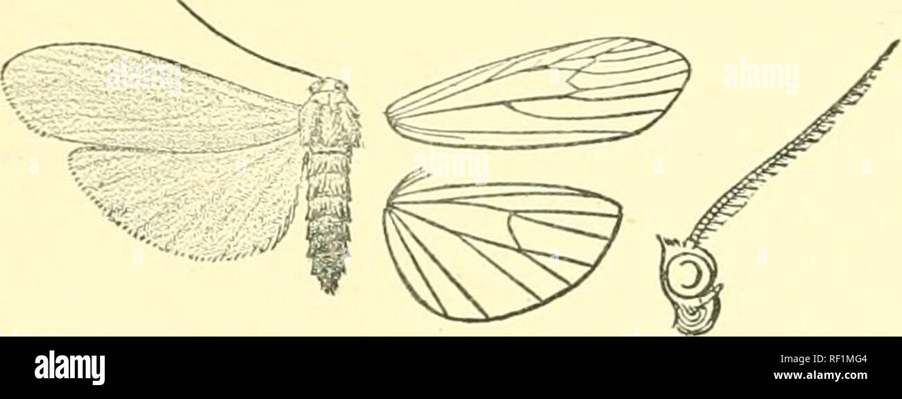 . Catalogue of Lepidoptera Phalaenae in the British Museum. Moths. CALAMIDIA. MONOTAXIS. 181 Genus CALAMIDIA. Type. Calamiclia, Butl. Trans. Enfc. Soc. 1877, p. 358 hirta. Proboscis fully developed; palpi upturned, of male with the 2nd joint long and slender, the 3rd joint longer than the 2nd, subclavate and bent forward, of female not reaching vertex of liead ; antennae of female with bristles and cilia ; tibiae with the spurs moderate ; abdomen clothed with rough hair. Fore wing long and narrow, the costa arched, the apex rounded; vein 2 from middle of cell, curved at base; 3 from well befor Stock Photo