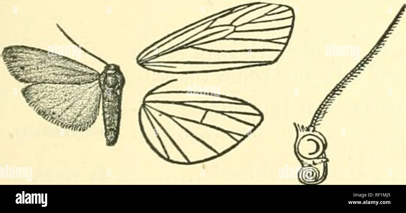 . Catalogue of Lepidoptera Phalaenae in the British Museum. Moths. 143 d. Fore wing of male without fringe of scales in cell. a^. Fore wing with postiiiedial line and subterminal dark streaks on the veins nehulosa. b^. Fore wing without markings a-. Hind wing thickly clothed with orange-yellow scales repleta. b'-. Hind wing pale, thinly scaled auriflua. 279. Ilema nebulosa. Lithosia nebulosa, &quot;Wlk. Journ. Linn. Soc, Zool. vi. p. 106 (1862); Swinh. Cat. Het. Mus. Oxon. p. 127, pi. iv. f. 18 ; Kirby, Cat. Het. p. 320. (3&quot;. Orange-yellow; abdomen greyish towards base. Fore wing with dif Stock Photo