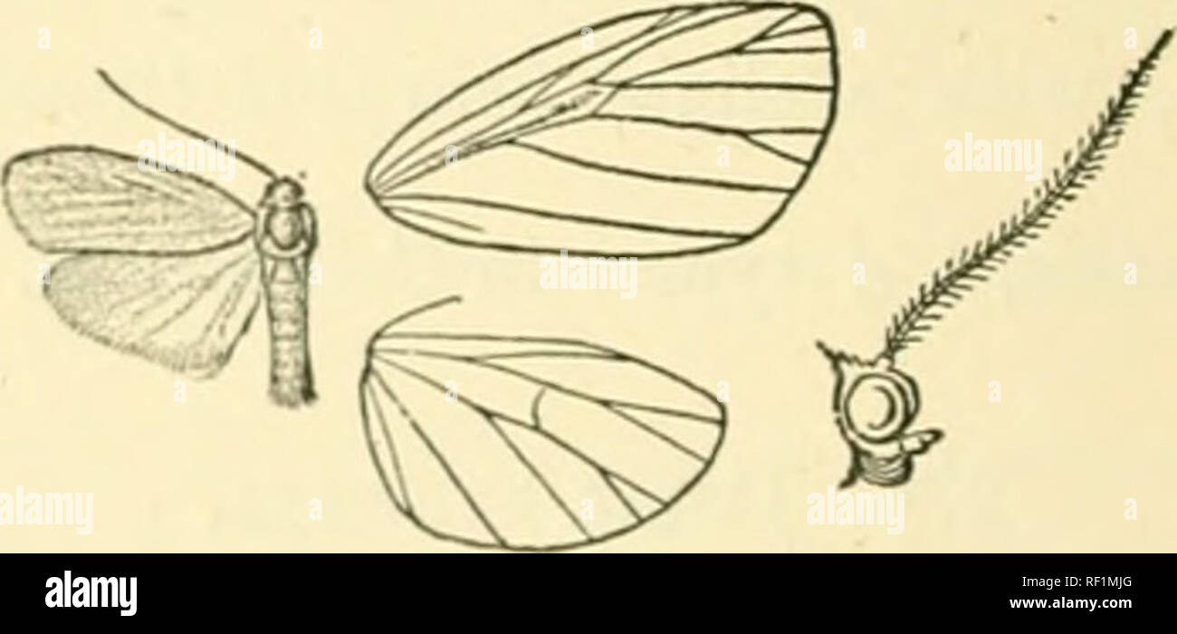 . Catalogue of Lepidoptera Phalaenae in the British Museum. Moths. Fig. 88.—lUma uniformis, ^. . (From Moths Ind. vol. ii.) Fore wing with vein.s 3. 4 downcurved, 6 from below angle of cell; 7 from angle; 8, 9 stalked ; 10, 11 free. llah. BuRJiA, Tenasserim {Doherty), 1 S typef in Coll. Druce. Exjp. 28 miUim. c. Fore wing of male with slight fringe of small scales above terminal part of fold in cell. 278. Ilema simplex. Lithosia simplex, Wlk. Journ. Linn. Soc, Zool. vi. p. 105 (1862); Swinh. Cat. Het. Mas. Oxon. p. 125; Kirby, Cat. Het. p. 325. Lithosia microxantlia, Hnipsn. Moths Ind. ii. p. Stock Photo