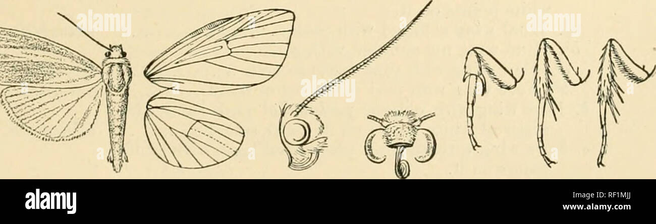 . Catalogue of Lepidoptera Phalaenae in the British Museum. Moths. TIMORA. 103 Larva. Mejr. Brit. Lep. p. 109; Barrett, Lep. Brit. vi. p. 16(i. Green ; dorsal and spiracular lines j-ellow, black-edged; sub- dorsal line freckled with blaciv ; head green. Food-plant, Artemisia, July. Genus TIMORA. Type. 2V&gt;Kora, Wlk. ix. 132 (18.W) senegalensis. Sophaga, Moore, P. Z S. 1881, p. 362 sinuata. BoriJca, Moore, P. Z. S. 1881, p. 3G3 sanqiiinolenfa. il/«sff/iff, Moore, P. Z.S. 1881, p. 364 radiata. Pradatta, Moore, P. Z. S. 1881, p. 364 beatrix. Citruhasa, Moore, P. Z. S. 1881, p. 366 lanceolata. B Stock Photo