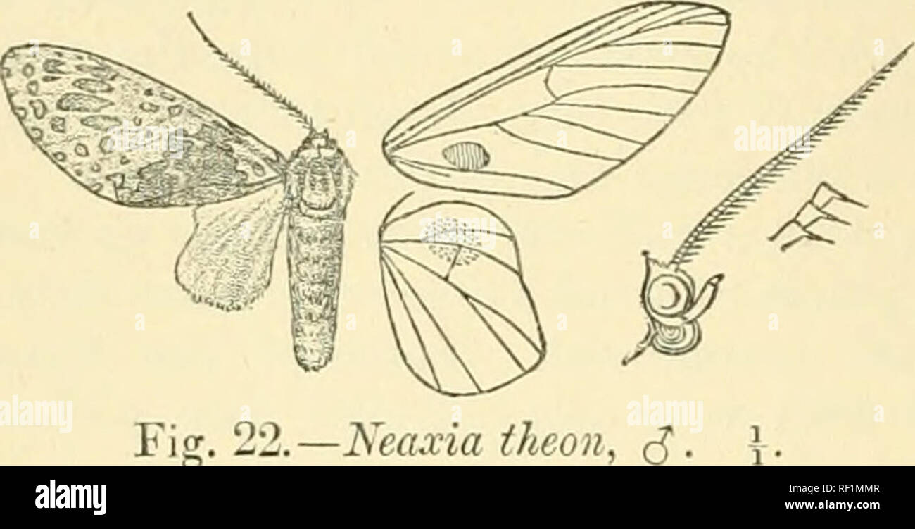 . Catalogue of Lepidoptera Phalaenae in the British Museum. Moths. 80 ARCTIADiE. JIah. Mexico, Jalapa (Uoege), 1 S ^yp&lt;?j Cordova (Kuineli), 1 J, Vera Cruz. E.vj). 38 millim. Geims NEAXIA, nov. Type, N. theon. Proboscis fully cleveloped; palpi upturnerl, hardly reacliiug vertex of head ; antcnnre of male with short branches ending in a bristle. Fore wing with vein 3 from well before angle of cell; 5 from just above angle ; 6 fi-om upper angle; 7, 8, 9, 10 stalked, 10 from beyond 7; 11 from cell. Hind wing with veins 3, 4, 6 coincident and 2 stalked with them ; 6, 7 coincident; 8 from middle Stock Photo