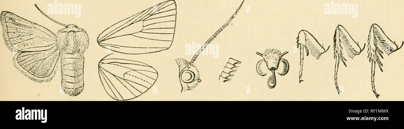 . Catalogue of Lepidoptera Phalaenae in the British Museum. Moths. KHODOrHORA. lUYREIOX. Oi *71. Rhodophora felicitata. (Plate LXIX. fig. 16.) Alaria felicitata, Smith, Trans. Am. Ent. Soc. xxi. p. 86, pi. vi. f. 1 (ISO-l). 2 . Frons yellowish ; vertex of head pink ; tegula) piak tipped with olivaceous ; thorax olive-yellow; abdomen w'ith whitish hair at base. Fore wing with the basal area rosy pink, extending on costa and inner margin to the terminal line, on the disk merging into olive-yellow, which becomes deeper towards termen ; lines and stigmata absent. Hind wing blackish, the cilia whit Stock Photo