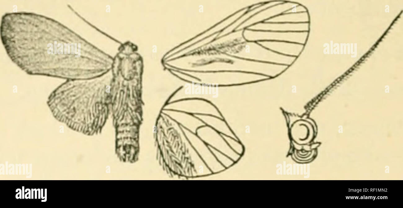. Catalogue of Lepidoptera Phalaenae in the British Museum. Moths. 132 AKCTJAD.15. (5. Head and tlior.ix brownish orange: froiis, palpi, antennsey fore legs, and mid and hind tiltiaj and tarsi blackish ; abdomen. Fig. 80.—Ilema faSLUuksa, (S. . orange. Fore wing brownish orange. Hind wing pale yellow, with the fringes of hair on inner area orange. Fore wing with veins 3, 4 shortly stalked ; 6 from upper angle; 7, 8, 9 stalked ; 10 free ; 11 anastomosing with 12. Hah. BoENEo, Sarawak (W(dlace), 1 6, type t in Mus. Oxon. Ex)^. 34 millim. B. Fore wing of male willi a fold in cell, and tlio suJff Stock Photo