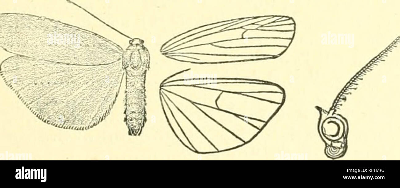 Catalogue of Lepidoptera Phalaenae in the British Museum. Moths.  V,&quot;^;/ Fig. 75.—So2im scutcUata, ^J. . on base of inner margin and a  costal fascia orange; cilia orange. Hind wing pale orange-yellow.
