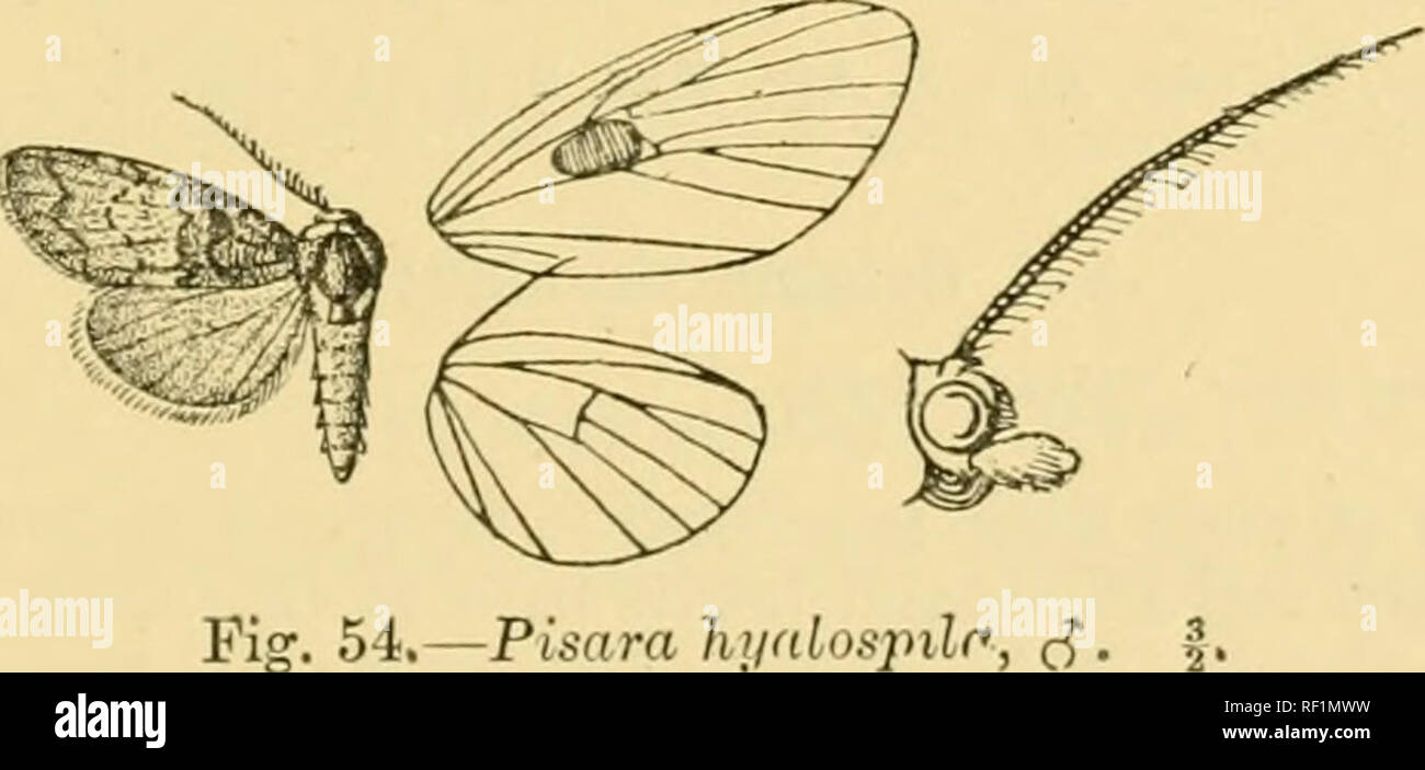 . Catalogue of the Lepidoptera Phalænæ in the British museum. Moths. AKCTIAD.E. 380 Family ARCTIAD.E. Subfamily NOLIN^E. Page 4. Genus NE0N0LA, insert :— Automata, Wlk. Joum. Linn. Soc, Zool., vii. p. GO (1861)... semidolosa, which has priority. Type. 1. Neonola mesosticta, insert:— Automata semidolosa, Wlk. Joum. Linn. Soc, Zool., vii. p. 60 (1864) ; Swinh. Cat. Het. Mus. Oxon. ii. p. 75, which has priority ; type f &lt;$ in Mus. Oxon. *2 a. Pisara hyalospila. Pisara hyalospila, Turner, ined. Antennae of male with long cilia ; fore wing with large fovea in end of cell. (S . White ; head and t Stock Photo