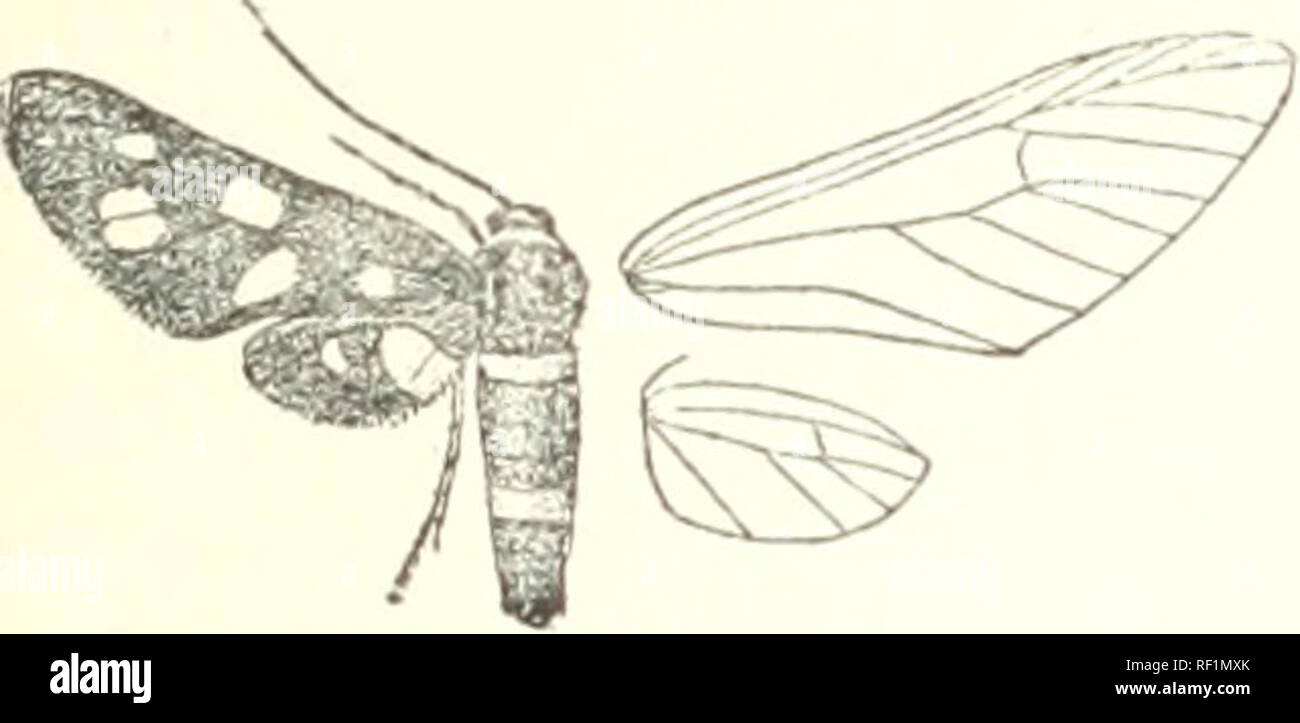 . Catalogue of the Lepidoptera Phalænæ in the British Museum. British Museum (Natural History). Dept. of Zoology; Moths; Lepidoptera. SYNIOMIS. 105 Hob. Japan, Yezo {G. Lewis), Tokio (Fenton), type erebina, (Jonas, W, Andrews). Kvj). 36-40 millim. 177. Syntomis cyssea. Sphinx cf/sseus, Stoll. Pap. Exot. iv. p. 124, pi. 355. B (1782) ; Hmpsn. Moths Lid. i. p. 213 ; Kirby, Cat. Het. p. 90. ZygcBna collaris, Fabr. Ent. Syst. 3. i. p. 388 (1793). Syntomis schmierrhi, Boisd. Mon. Zyg. p. 112, pi. 7. f. 1 (1829). Syntomis cuprca, Prittw. Stett. Ent. Zeit. xxviii. p. 277 (18G7). Syntomis qeoryina, Bu Stock Photo