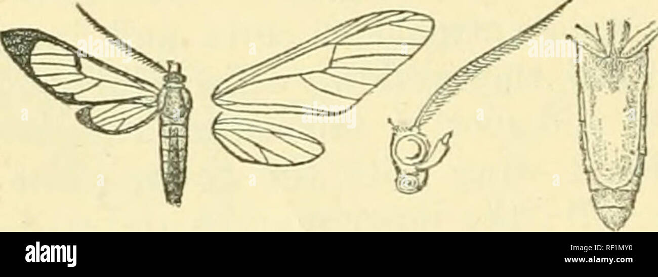 . Catalogue of Lepidoptera Phalaenae in the British Museum. Moths. 208 SYNTOMID^. *429. LoxopMebia splendens. (Plate YII. fig. 20.) Chrysostola splendens, Moschl. Stett. Ent. Zeit. xxxiii. p. 345 (1872); Kirb&gt;v Cat. Het. p. 145. cJ . Head, thorax, and abdomen black ; palpi at base and proboscia orange; frons white; tegulse with slight orange edge; patagia orange; coxte and tarsi yellow and white; abdomen with lateral orange stripes not reaching exti'emity, the ventral valve orange, two dorsal white points on 1st segment; wings hyaline, the veins and margins rather broadly black. Fore wing w Stock Photo