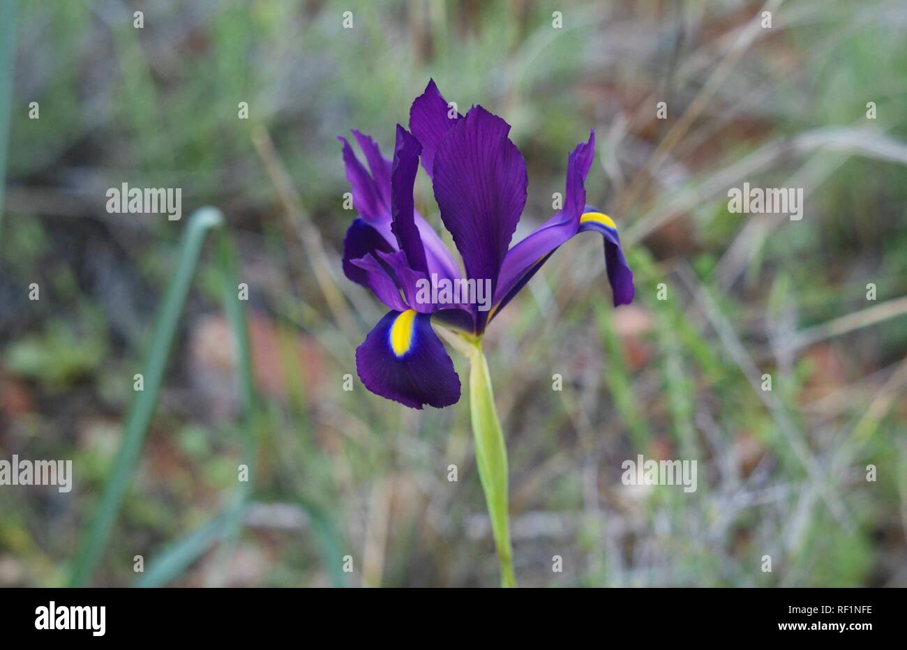 Iris filifolia Stock Photo