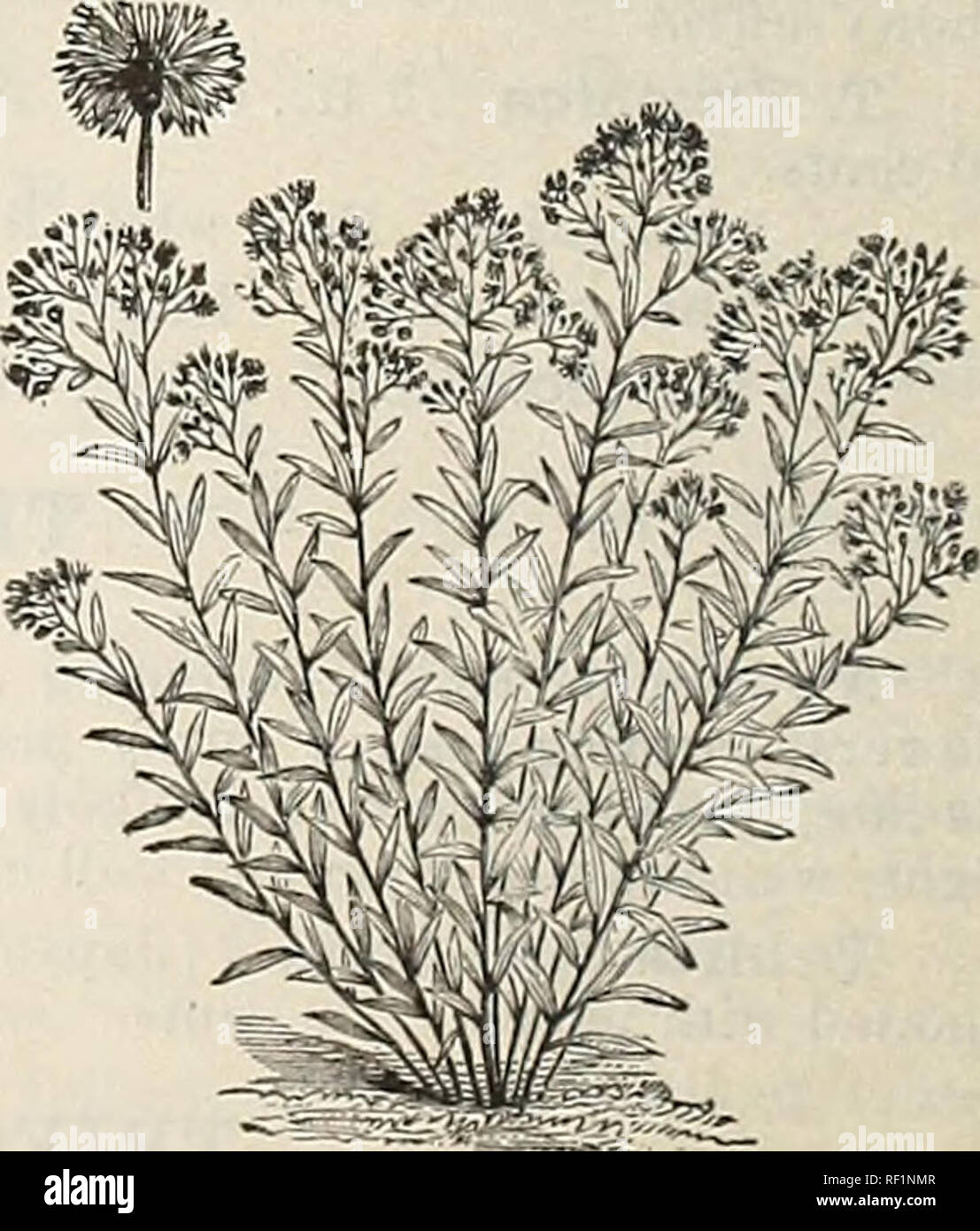 . Catalogue of hardy ornamental trees, shrubs, and vines, hardy flowers and large and small fruits. Nurseries (Horticulture) Massachusetts Catalogs; Plants, Ornamental Catalogs; Trees Seedlings Catalogs; Ornamental shrubs Catalogs; Flowers Catalogs; Fruit Catalogs. Uvularia grandiflora. VALERIANA — Valerian. ( Valerianacece.) A tall-growing plant, with compound foliage and very large and showy panicles of light-lavender flowers ith the fragrance of the Mignonette. V. officinalis [St. George's Herb]. [Cats V.] 4 ft., 6- 7. Eur. 20 cents. VERNONIA — Iron-Weed. (Composites.) Vigorous-growing pere Stock Photo