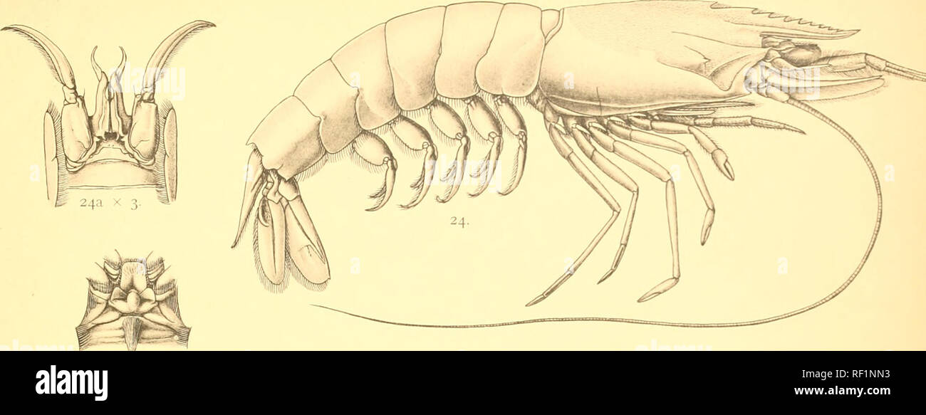 . Catalogue of the Indian decapod Crustacea in the collection of the Indian museum ... Decapoda (Crustacea). Indian Museum Crustacea. Macrura Plate VIII.. 24b X 2.. Please note that these images are extracted from scanned page images that may have been digitally enhanced for readability - coloration and appearance of these illustrations may not perfectly resemble the original work.. Indian Museum; Alcock, A. (Alfred), 1859-1933. Calcutta, Printed by order of the trustees of the Indian museum Stock Photo