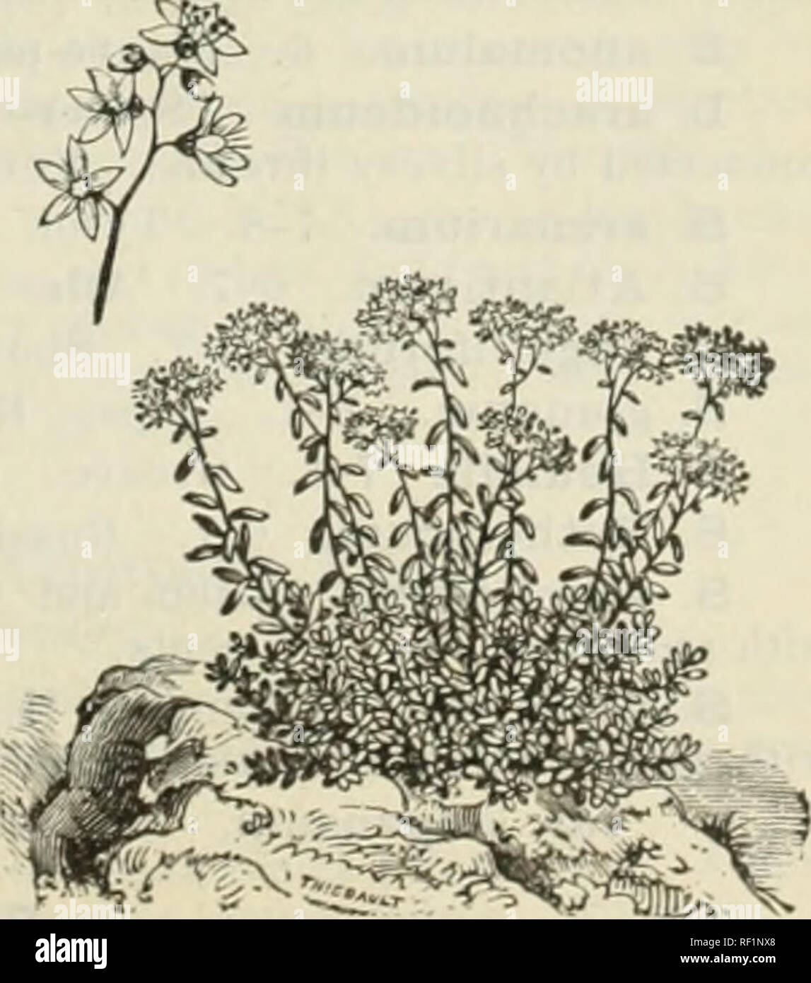 . Catalogue of hardy ornamental trees, shrubs, and vines, hardy flowers and large and small fruits. Nurseries (Horticulture) Massachusetts Catalogs; Plants, Ornamental Catalogs; Trees Seedlings Catalogs; Ornamental shrubs Catalogs; Flowers Catalogs; Fruit Catalogs. SEDUM — Stone-Crop. Scabiosa Caucasica. flower effect any extra care in cultivation that -may be given them. S. acre. [Wall Pepper.] 4 in., 6-7. Eng. Handsome light-green evergreen foliage, clouds of bright-yellow flowers. A choice carpet plant. 15 cents. var. aureum. Bright golden foliage. 20 cents. S. Aizoon. 0 in., 7-x. Siberia.  Stock Photo