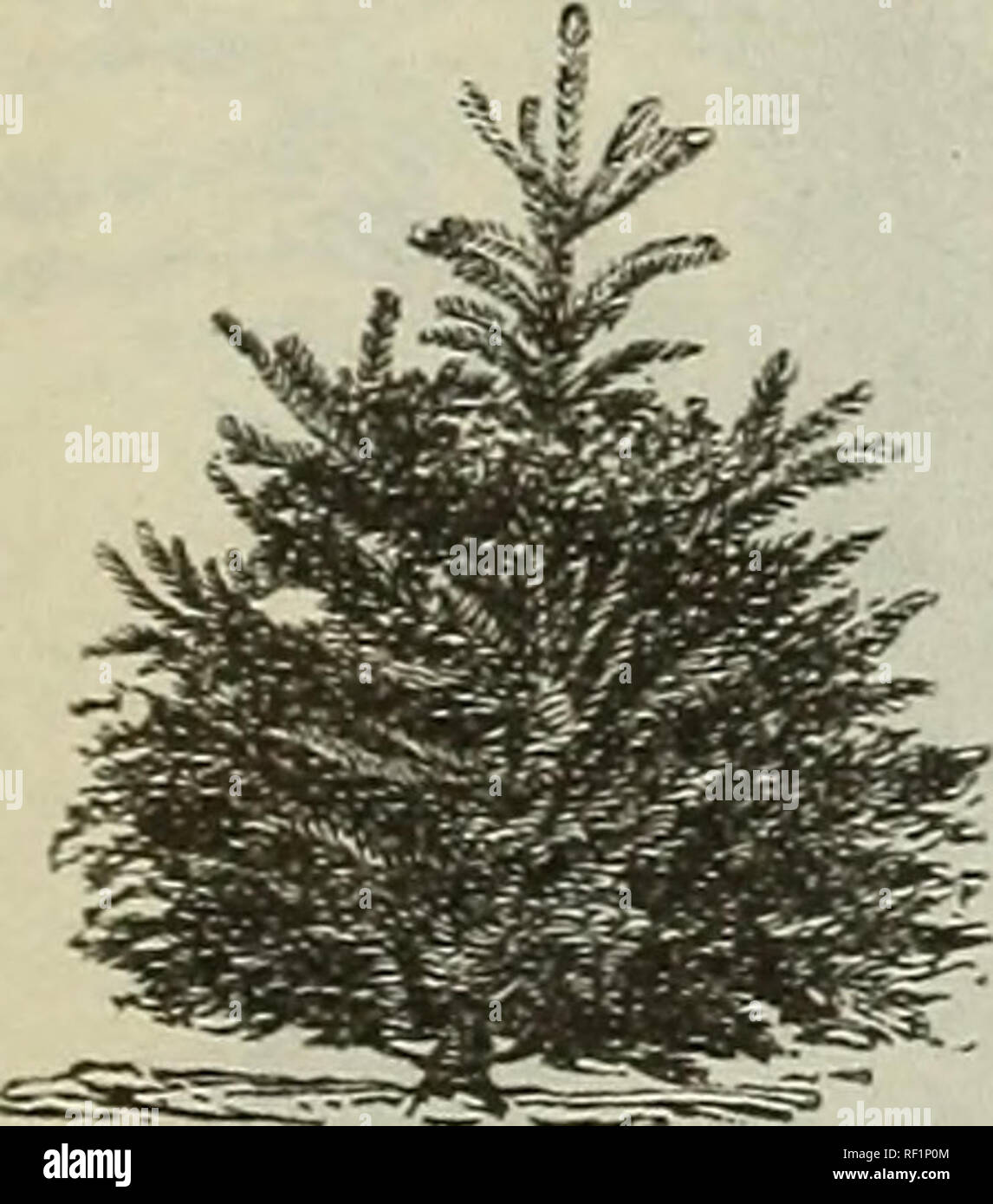 . Catalogue of hardy ornamental trees, shrubs, and vines, hardy flowers and large and small fruits. Nurseries (Horticulture) Massachusetts Catalogs; Plants, Ornamental Catalogs; Trees Seedlings Catalogs; Ornamental shrubs Catalogs; Flowers Catalogs; Fruit trees Seedlings Catalogs; Fruit Catalogs. Nortvay Spruce. 3 feet high. P. Cilicica. [Cilician Silver Fir.] See under Abies. P. concolor. [White Fir.] See under Abies. P. Douglassi. [Douglass Spruce.] See under Pseudatsuga. P. Englemanii. [Engleman's Spruce.] Lg. A tall tree at maturity, of dense pyramidal growth. Foliage stiff and often takin Stock Photo