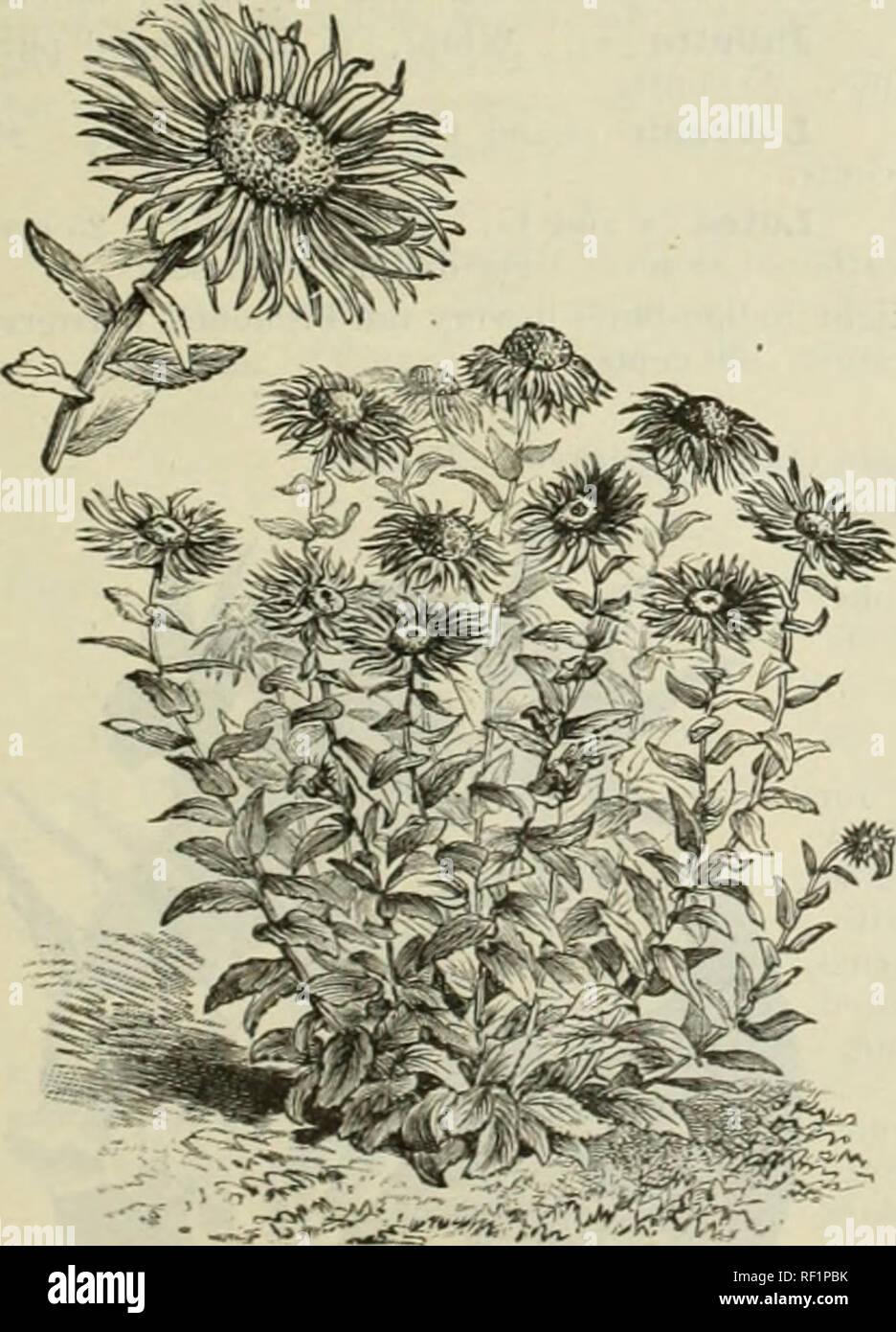 . Catalogue of hardy ornamental trees, shrubs, and vines, hardy flowers and large and small fruits. Nurseries (Horticulture) Massachusetts Catalogs; Plants, Ornamental Catalogs; Trees Seedlings Catalogs; Ornamental shrubs Catalogs; Flowers Catalogs; Fruit Catalogs. Inula glandulosa. showy carpet plants in situations free from foot A — Flea-bane. C CompusiUe.) These are of the easiest culture in ordinary- garden soils. The species quoted are admirable for ordinary border, or can be used to advantage in the rockery if desired. Very effective. H. ensifolia. 6' in., 8-10. Austria. Showy bright-yel Stock Photo