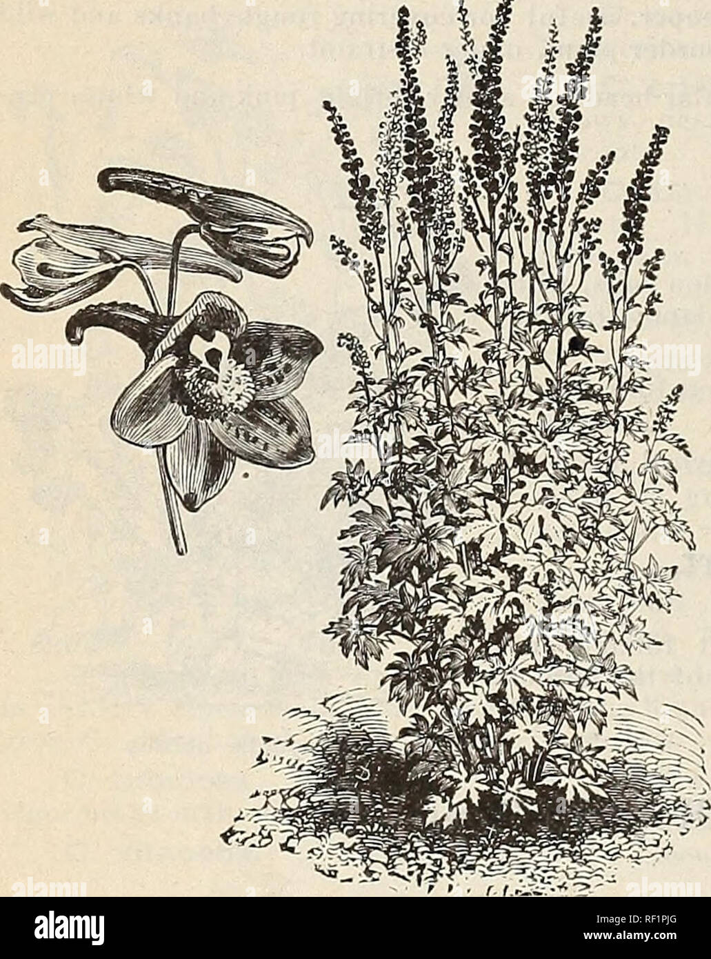 . Catalogue of hardy ornamental trees, shrubs, and vines, hardy flowers and large and small fruits. Nurseries (Horticulture) Massachusetts Catalogs; Plants, Ornamental Catalogs; Trees Seedlings Catalogs; Ornamental shrubs Catalogs; Flowers Catalogs; Fruit Catalogs. 100 Catalogue of Reading Nursery, Mass.— J. W. Manning, Proprietor. D. Cashmerianum. 18 in., 7-8. Cashmere. Dwarf habit of growth; flowers blue, in large, open heads. 35 cents. D. Chinensis 3 ft., 7-10. China. Large open panicles of handsome flowers, varying from deepest blue through all lighter shades to pure white and to deep lave Stock Photo