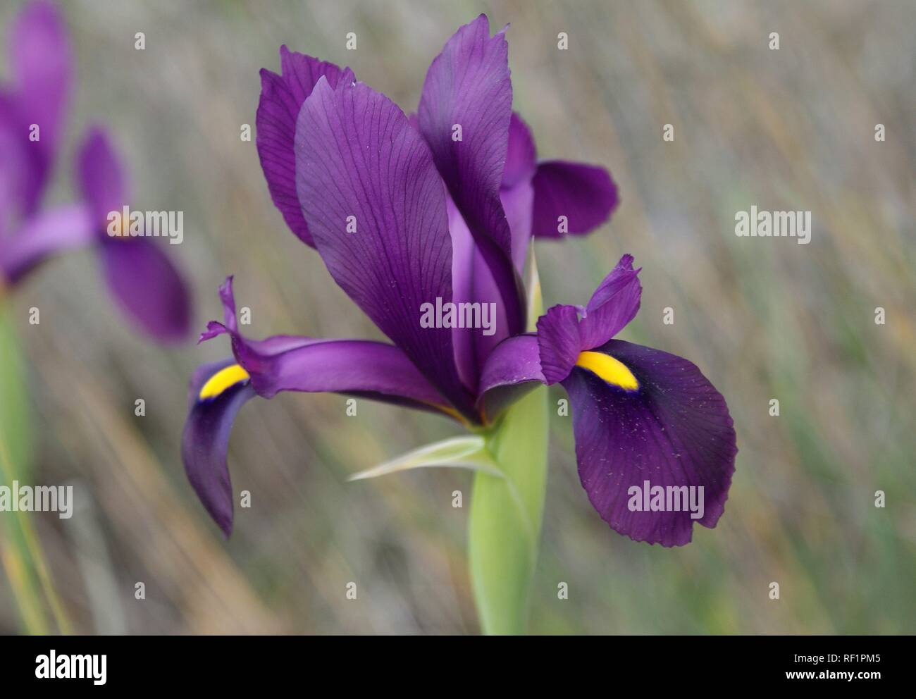 Iris filifolia Stock Photo