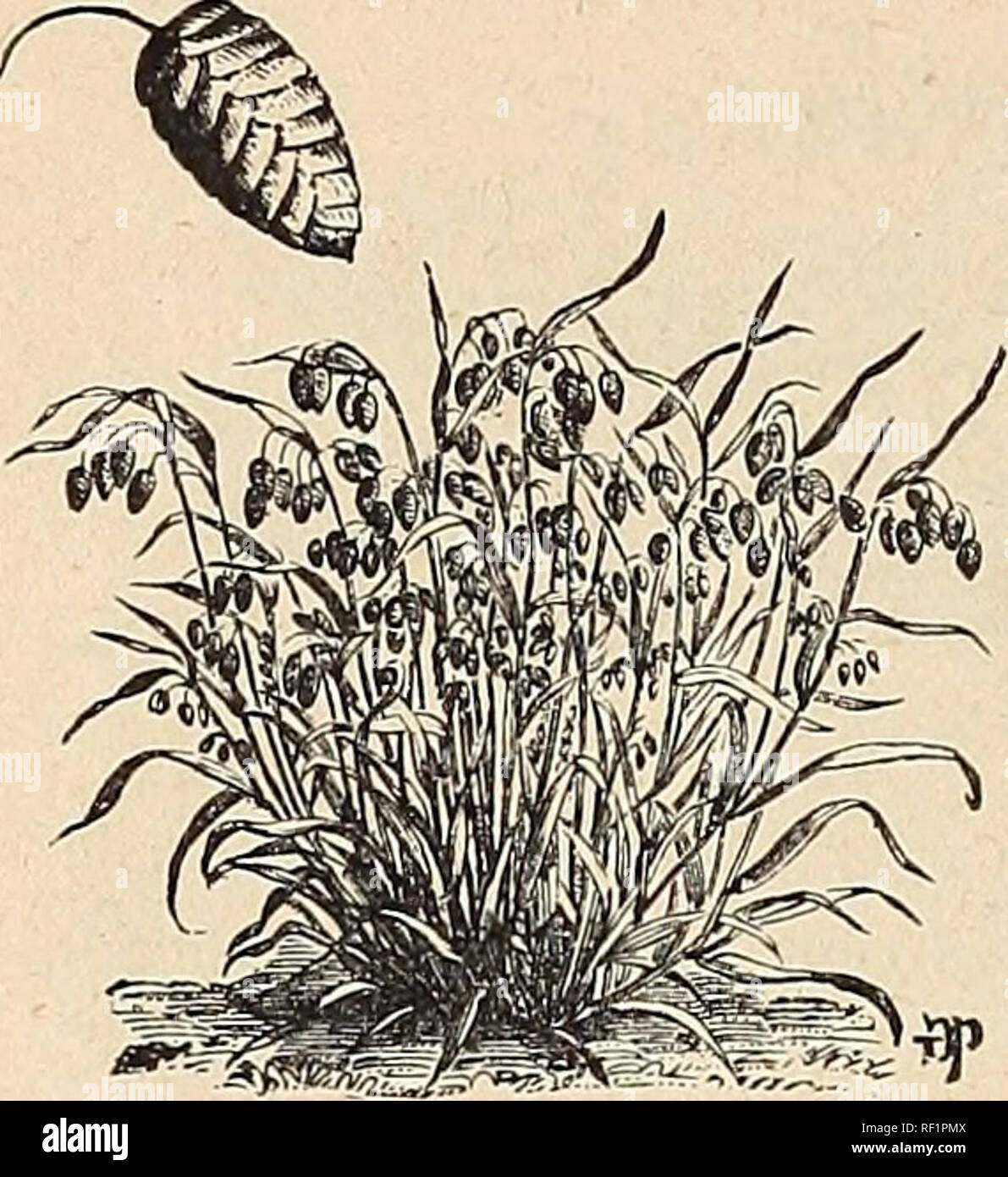 . Catalogue of Holland bulbs and plants : for fall planting.. Bulbs (Plants), Catalogs; Flowers, Catalogs. 40 HirtDii Sibley &amp; Co.''s. BRACHYPODIUM PLATYSTACHIUM. A distinct Grass, flat heads ; very effective. Natural per oz. 25 cts.; lb. $2.50 BRIZA MAXIMA. The well known Quaking Grass. Natural per oz. 15 cts; lb. $1.50 Bleached, pure white &quot; 25 'â &quot; 2.50 Dyed, in colors &quot; 20 &quot; &quot; 2.00 BRIZA MEDIA. The elegant English trembling Grass ; very pretty and BRIZA MAXIMA. graceful. Natural per oz. 15 cts.; lb. $1.50 Bleached, pure white &quot; 25 &quot; &quot; 2.50 Dyed,  Stock Photo