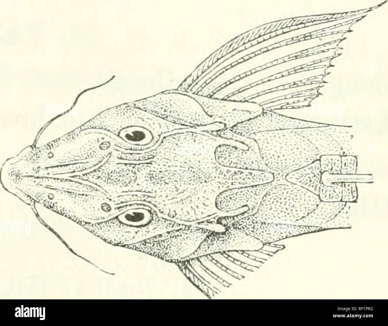 . Catalogue of the fresh-water fishes of Africa in the British Museum (Natural History). Fishes; Freshwater animals. Phractara (uisorgli. Type (P. Z. S. 1901). and 22 ventral scutes, the last 11 on caudal peduncle. Pale brownish above, speckled with blackish, white beneath; two small blackish spots on the dorsal fin and two blackish streaks along the caudal. Total length 46 millim. Lower Niger. 1. Type. Agberi. Dr. W. J. Ansorge (C). 7. PHRACTURA SCAPHIRHYNCIHURA. JJoumea scapliirliyncliura, Yaill. Rev. Scieutif. xxiii. ii. Ib8r&gt;, }&gt;. 18. Feltura scaphirht/nchura, Pellegr. Bull. Mus. Par Stock Photo