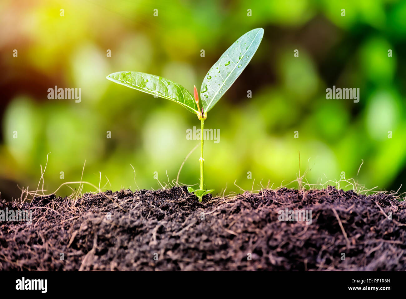 Trees are growing. Business Growth concept.Continued of investment and profitability.Expectation of profitable.Stability is tangible.A solid foundatio Stock Photo