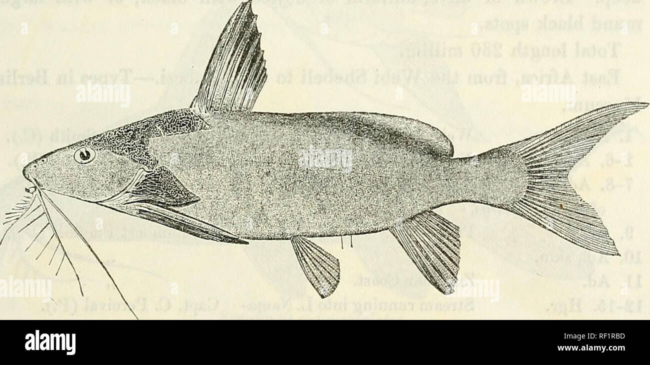 . Catalogue of the fresh-water fishes of Africa in the British Museum (Natural History). British Museum (Natural History); Fishes; Freshwater animals. SYNODONTIS. 415 12. SYNODONTIS ZAMBESENSIS. Peters, Mon. Berl. Ac. 1852, p. 682 ; Gunth. Cat. Fish. v. p. 214 (1864) ; Peters, Reise Mossamb. iv. p. 31, pi. v. figs. 2 &amp; 3 (1868) ; Vaill. N. Arch. Mus. (3) viii. 1896, p. 126 ; Pfeff. Thierw. O.-Afr., Fische, p. 37 (1896) ; Bouleng. Poiss. Bass. Congo, p. 314 (1901). Synodontis gambiensis, part., Gunth. &amp; Playf. Fish. Zanzib. p. 115, pi. xvii. fig. 1 (1866) ; Vaill. t. c. p. 155. ? Synodo Stock Photo