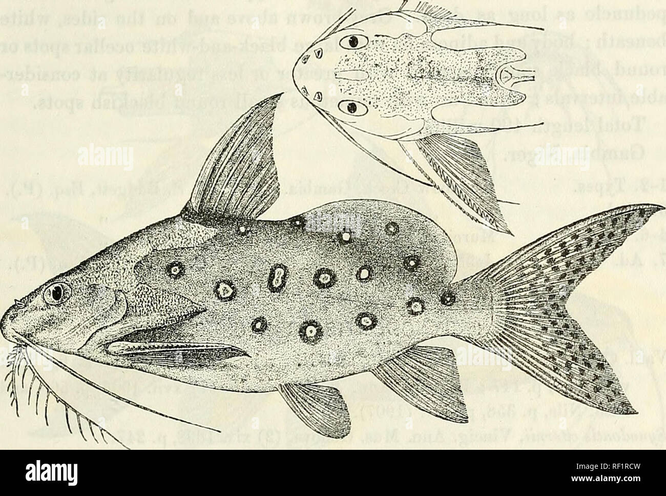 . Catalogue of the fresh-water fishes of Africa in the British Museum (Natural History). British Museum (Natural History); Fishes; Freshwater animals. SYX0D0NT1S. 409 8. SYNODONTIS OCELLIFER, Bouleng. Proc. Zool. Soc. 1900, p. 514. Depth of body 3 to 3f times in total length, length of head 3^ to Head a little longer than broad, rugose above behind snout, 3| times. Fie. 308.. Synodontis ocellifer. Type. f. which is obtusely pointed and considerably shorter than postocular part of head ; eye supero-lateral, 5 times in length of head, If to 2 times in interorbital width ; lips moderately develop Stock Photo