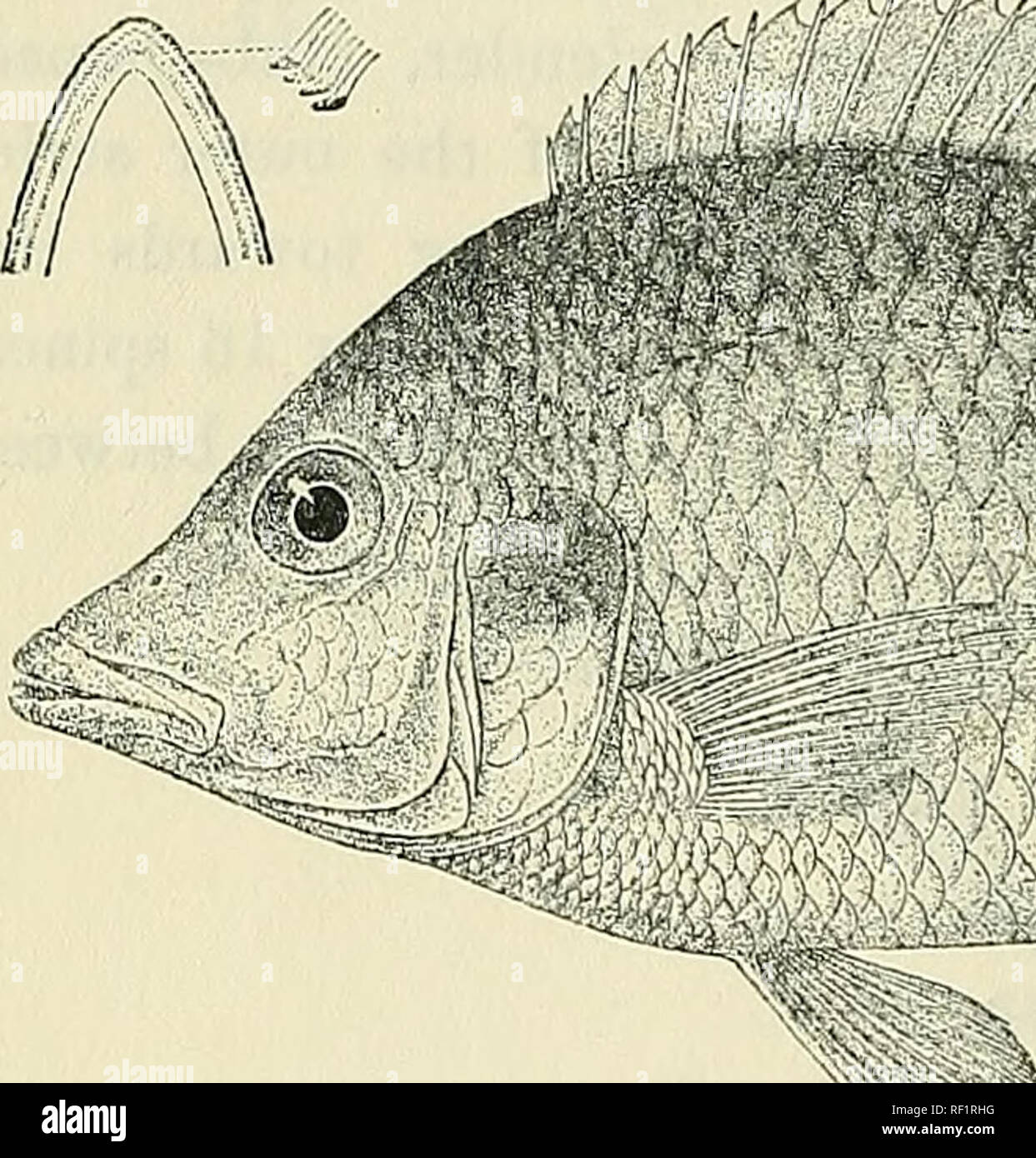 . Catalogue of the fresh-water fishes of Africa in the British Museum ...