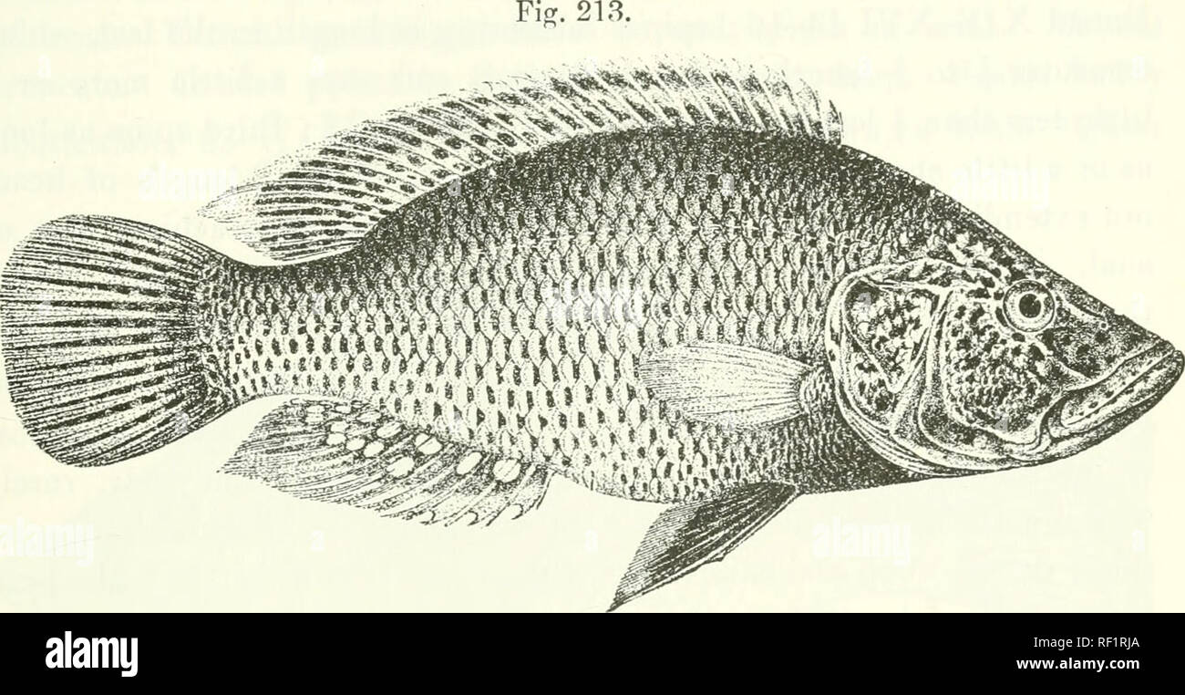 . Catalogue of the fresh-water fishes of Africa in the British Museum (Natural History). Fishes; Freshwater animals. PARATILAPIA. 321 with concave upper profile ; lower jaw projecting ; snout pointed, 1^ to If times as long as broad, shorter than postocular part of head; eye 3^ (young) to 6| times in length of head, equal to or a little less. Famtilapia angusticeps, male. Okovango R. (Tr. Z. 8. 1911). Fisr. 214.. Please note that these images are extracted from scanned page images that may have been digitally enhanced for readability - coloration and appearance of these illustrations may not p Stock Photo