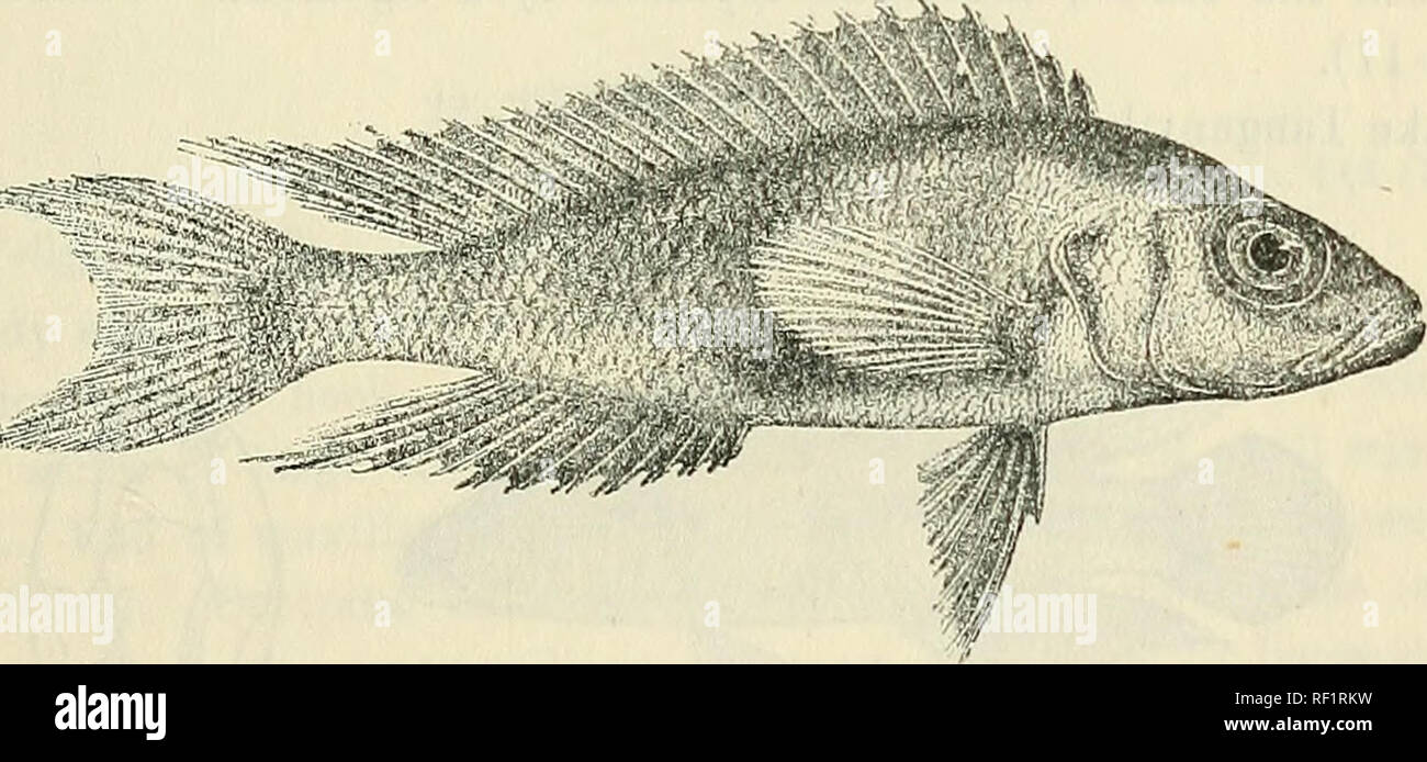 . Catalogue of the fresh-water fishes of Africa in the British Museum (Natural History). British Museum (Natural History); Fishes; Freshwater animals. LAMPHOLOGUS. 4S; 26. LAMPROLOGUS FURCFFER. Bouleng. Tr. Zool. Soc. xv. 1898, p. 9, pi. ii. fig. 1, and Poiss. Bass. Congo, p. 407 (1901) ; Pellegr. Mem. Soc. Zool. France, xvi. 1904, p. 295. Depth of body 4 to 4j times in total length, length of head 2|- to 3 times. Head, twice as long as broad.; snout as long as or a little longer than eye, which is 34; to 3§ times in length of head and exceeds interorbital width; mouth extending to below anter Stock Photo