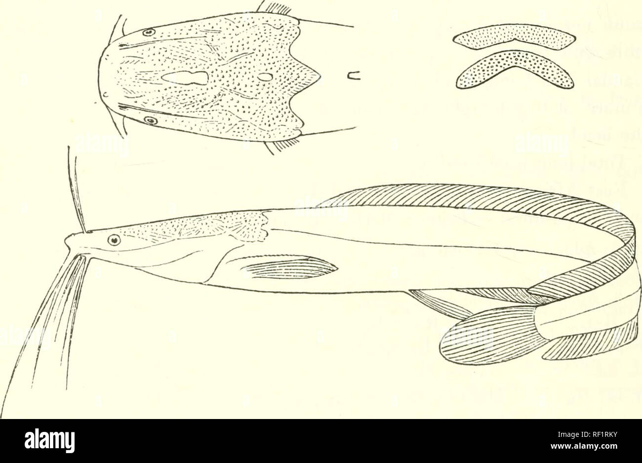 . Catalogue of the fresh-water fishes of Africa in the British Museum (Natural History). Fishes; Freshwater animals. 234 SILUEID.E. 17-18. Yg. Bubu R., Urangi, E. Africa. 19-21. Yg, Kandoa, Usagara, ., 22-23, 24, 25, 20, Zanzibar. 27. Hg. &amp; yg. 28-21). Yg. 30. Yg. 31. Hgr. 32. Hgr. 33. Ad. 34-39. Hgr. &amp; yg- L. Tanganyika. Nianikolo, L. Tanganyika. L. Bangwela. Chironio, Shire R. Beira, Mozambique. Prof. 0. Neumann (C). Capt. Bloyet (() ; Paris Museum (E.). Sir L. Playfair (P.). Sir J. Kirk (P.). Prof. J. E. S. Moore {C). Dr. W. A. Cunningt(m (C). F. H. Melland, E.q. (P.). R. MacDonald Stock Photo