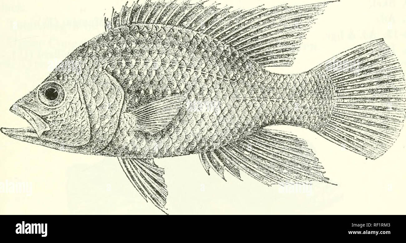 . Catalogue of the fresh-water fishes of Africa in the British Museum (Natural History). Fishes; Freshwater animals. PAEATILAPIA.. 315 1. PARATILAPIA POLLENI. Bleek. Versl. Ak. Ainsterd. ii. 18G8, p. 307, and Poiss. Madag. p. 10, pi. v. fig. 2 (1875) ; Steind. Sitzb. Ak. Wien, Ixxxii. i. 1880, p. 247 ; Sauv. Hist. Madag., Poiss. p. 443, pi. xliv. fig. 2 (1891) ; Bouleng. Proc. Zool. 8oc. 1898, p. 138; Pellegr. Mem. Soc. Zool. France, xvi. 1904, p. 257. Paracara tijptis, Bleek. Versl. Ak. Amsterd. xii. 1878, p. 193, pi. iii. fig. 3; Sauv. op. cit. p. 438, pi. xliv a, fig. 8, &amp; c, fig. 1. Pa Stock Photo