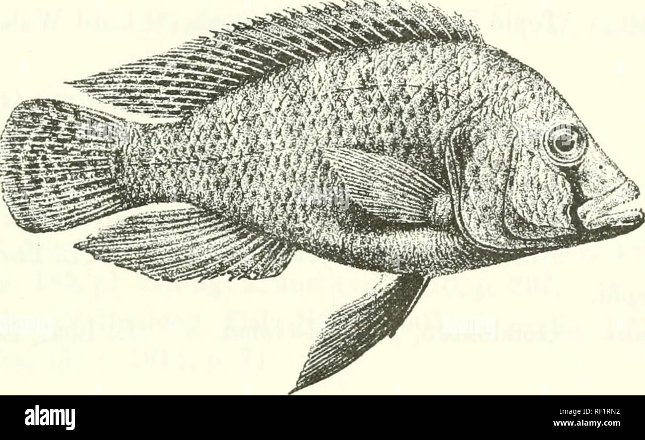 . Catalogue of the fresh-water fishes of Africa in the British Museum (Natural History). Fishes; Freshwater animals. HAPLOCHEOMIS. 303 Tilapia flavil-josephi, Bouleiig. 1. c. Paratilapia wingatii, Bouleng. Ann. &amp; Mag. N. H. (7) x. 1902, p. 2G4. Astalotilapla desfontainesi, Pellegr. Mem. Soc. Zool. France, xvi. 1904, p. 300, and xxii. 1910, p. 291. Tilapia {Ctenochromis) sparsidens, Hilgend. Zool. Jalirb., Syst. xxii. 1905, p. 408. JIaplochromis desfontahien. Bouleng. Fish. Nile, p. 501, pi. xc. fig. 3 (1907), and Ann. Mus. Genova, (3) v. 1911, p. 71. Depth of body 2J to 3 times in total le Stock Photo