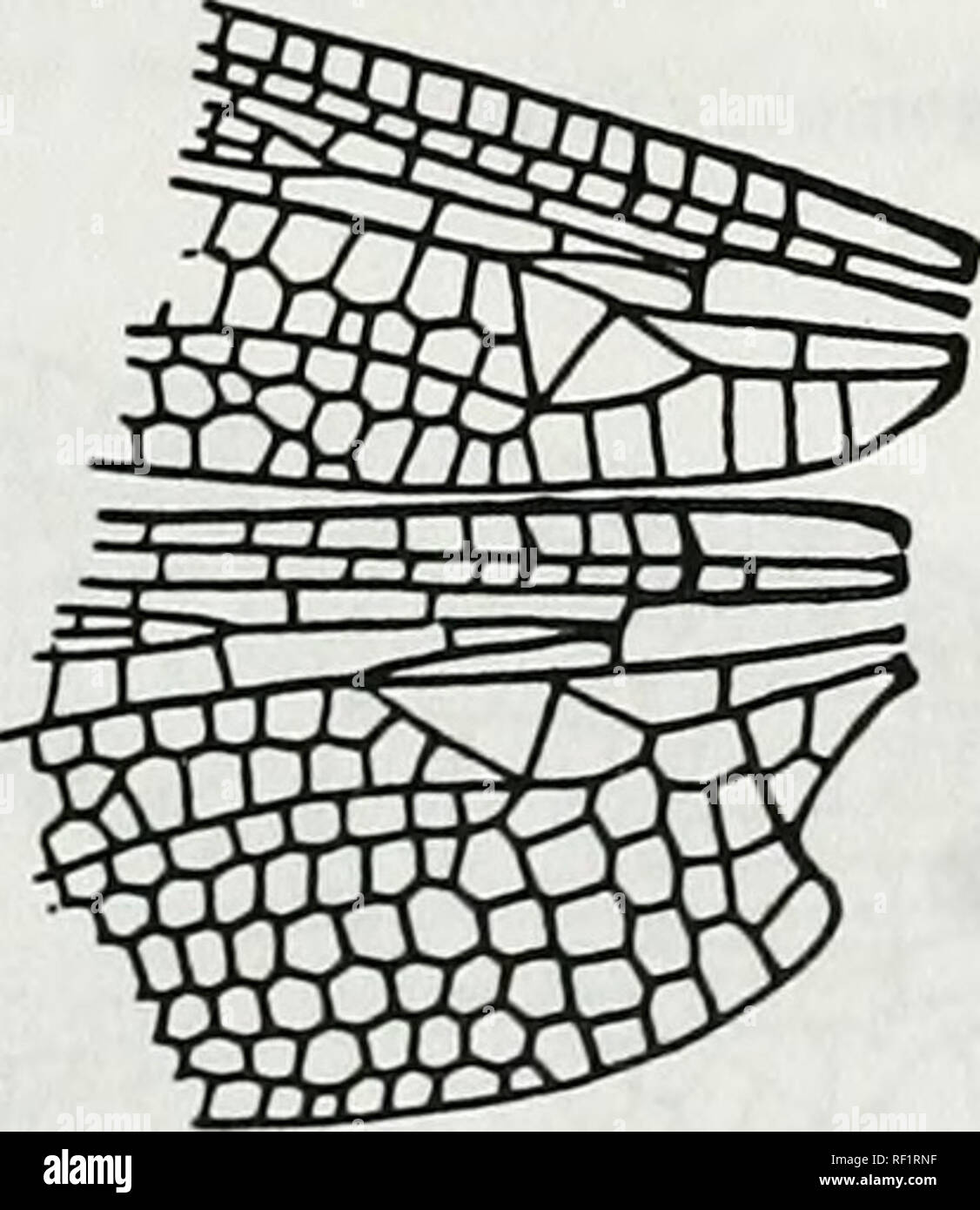 . Catalogue of the family-group, genus-group and species-group names of the Odonata of the world. Odonata; Odonata; Dragonflies; Dragonflies; Damselflies; Damselflies. Figure 558. Wings of Antipodogomphus dentosus Watson. After Watson, 1991. Invencbralc Taxonomy 5(2):292. f 6 [b6254] Antipodogomphus Fraser, 1951 Figure 561. Wings of Austrogomphus (Auslroepigomphus) praeruptus Selys (as Auslroepigomphus praeruplus). After Belyshev &amp;. Haiitonov, 1978. Deteiminer of DragonfUes :94, f 44-2 [b06951. Figure 559. Basal area of wings of Antipodogomphus acolylus Selys. After Fraser, 1960. Dragonfli Stock Photo