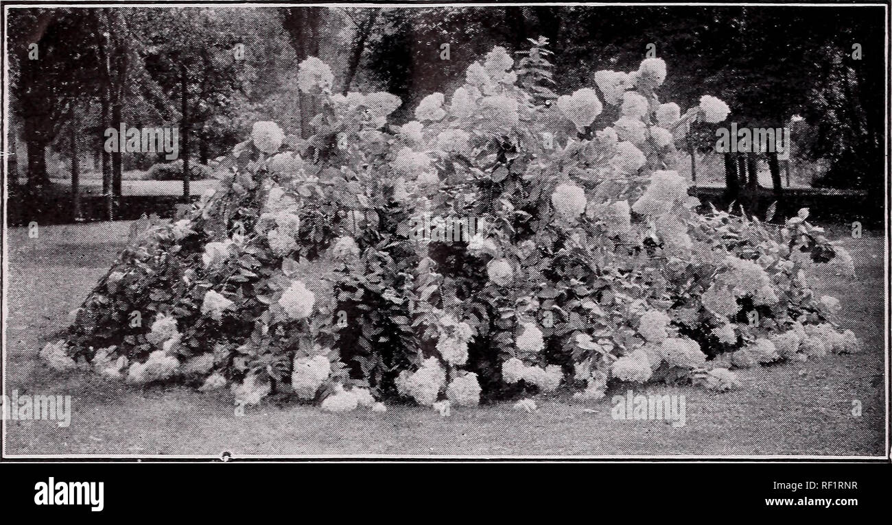 . Catalogue of fruit trees, vines ornamentals, etc.. Nurseries (Horticulture) North Carolina Pomona; Nurseries (Horticulture) Catalogs; Fruit trees Catalogs; Evergreens Catalogs; Shrubs Catalogs; Roses Catalogs; Nut trees Catalogs. 46 /. Van Lindley Nursery Company, Pomona, N. C.. HYDRANGEA GRAXDIFLORA CALYCANTHUS (Sweet Shrub) A unique shrub, growing about 6 feet high. This is the old-fashioned shrub. RHUS Cotinus (Smoke Tree). A tall shrub, producing curious, hair-like flowers, re- sembling mist. Very desirable. FORSYTHIA Viridissima. Bright yellow flowers in profusion very early in the spri Stock Photo