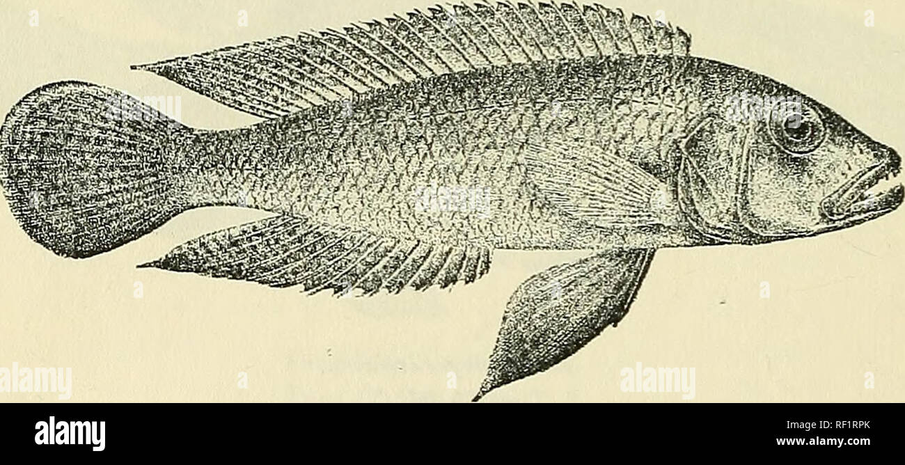 . Catalogue of the fresh-water fishes of Africa in the British Museum (Natural History). British Museum (Natural History); Fishes; Freshwater animals. 47G CICHLID.E. Total length 230 millim. Lake Tanganyika.—Type in Congo Museum, Tervueren. 1-2. Ad. Kibwesi. Prof. J. E. S. Moore (C). 3. Hgr. Msambu. ., 4-9. Ad. &amp; ligr. Niamkolo. Dr. W. A. Cunnington (C). 10. Skel. 11. Ad. Moliro. Dr. L. Stappers (C). 12-13. Ad. Vua Bay. 18. LAMPROLOGUS CALLIPTERDS. Bouleng. Tr. Zool. Soc. xvii. 1906, p. 559, pi. xxxvi. fig. 4. Depth of body equal to length of head, 3£ to 3| times in total length. Head twic Stock Photo