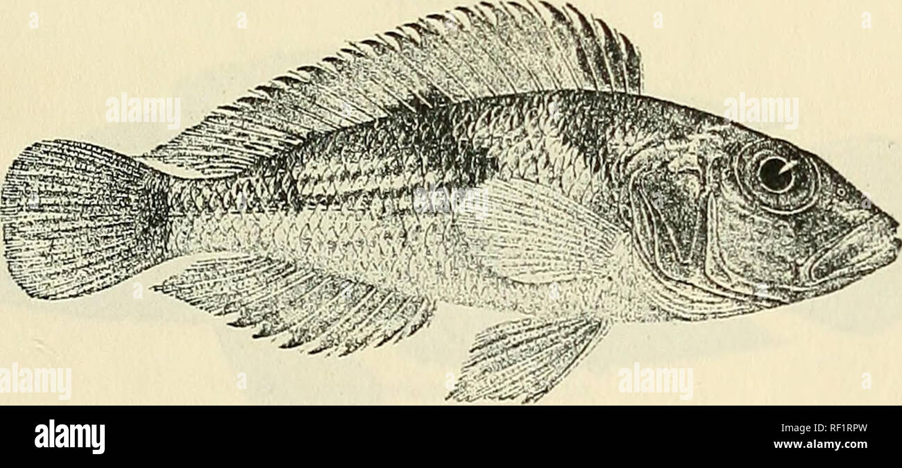 . Catalogue of the fresh-water fishes of Africa in the British Museum (Natural History). British Museum (Natural History); Fishes; Freshwater animals. LAMPROLOGTJS. 475 17. LAMPROLOGUS LEMAIRII. Bouleng. Tr. Zool. Sue. xv. 18&amp;0, p. 88, pi. xviii. fig. 1, Ann. Mus. Congo, Zool. i. p. 140, pi. liii. fig. 1 (1900), and Poiss. Bass. Congo, p. 402 (1901) ; Pellegr. Mem. Soc. Zool. France, xvi. 1904, p. 292 ; Bouleng. Tr. Zool. Soc. xvii. 1906, p. 558. Depth of body 3 to 3^ times in total length, length of head 2f to 3 times. Head If to 2 times as long as broad; snout as long as or a little long Stock Photo