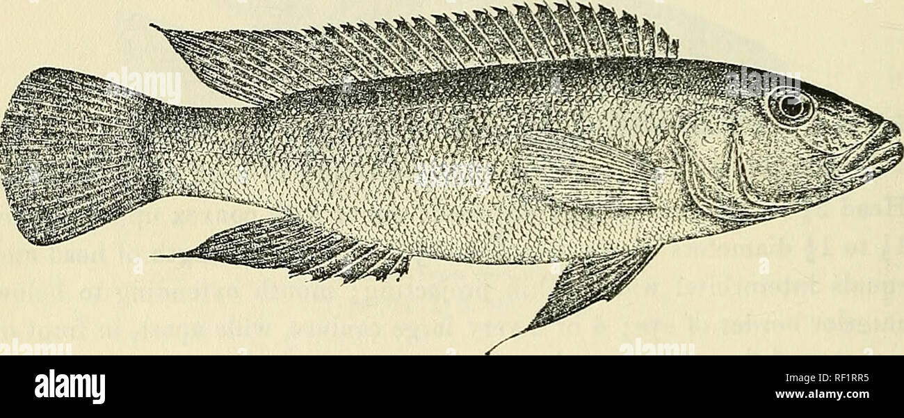 . Catalogue of the fresh-water fishes of Africa in the British Museum (Natural History). British Museum (Natural History); Fishes; Freshwater animals. 474 CICHLID.E. 16. LAMPROLOGUS CUNNINGTONI. Bouleng. Tr. Zool. Soc. xvii. 1906, p. 557, pi. xxxvi. fig. 2. Depth of body 3f to 4£ times in total length, length of head 3£ times. Head twice as long as broad, with straight or slightly convex upper profile; snout obtusely pointed, 1^ to 2 times as long as eye, which is contained 4 to 5 times in length of head and 1 to lj times in interorbital width; mouth not extending quite to below anterior borde Stock Photo