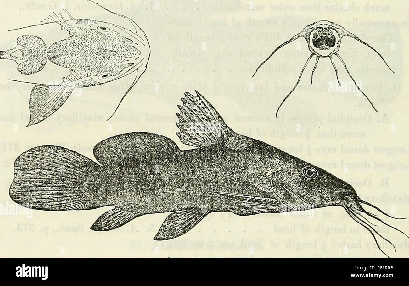 . Catalogue of the freshwater fishes of Africa in the British Museum