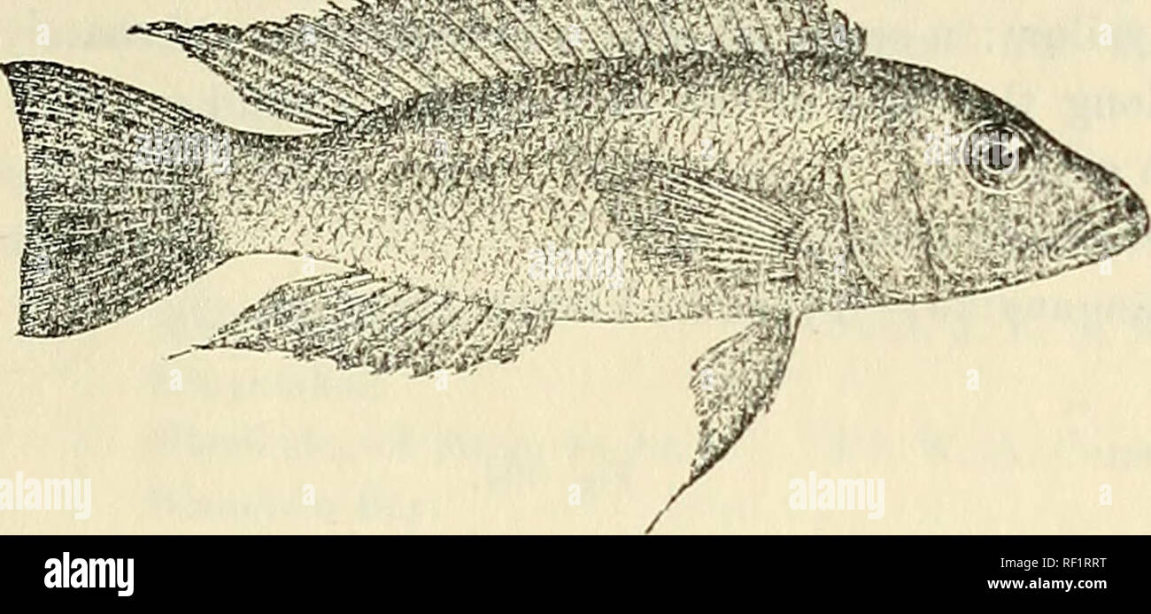 . Catalogue of the fresh-water fishes of Africa in the British Museum (Natural History). British Museum (Natural History); Fishes; Freshwater animals. LAMPKOLOGUS. 471 as long as deep. Scales 42-46 i^j; lateral lines -gzij- Uniform grey to olive, rather lighter below; dorsal edged with yellow, with yellow Fig. 323.. Lam]&gt;rolotjus mondabu. Type (Tr. Z. S. 1906). |. spots; upper half of caudal minutely spotted with yellow, lower half darker. Total length 105 millim. Lake Tanganyika. 1-2. Types. Kabogr. Dr. W. A. Cnnnington (C). 12. LAMPROLOGUS PSTEINDAOHXERI. Jalidochromis elonc/atvs, Steind. Stock Photo