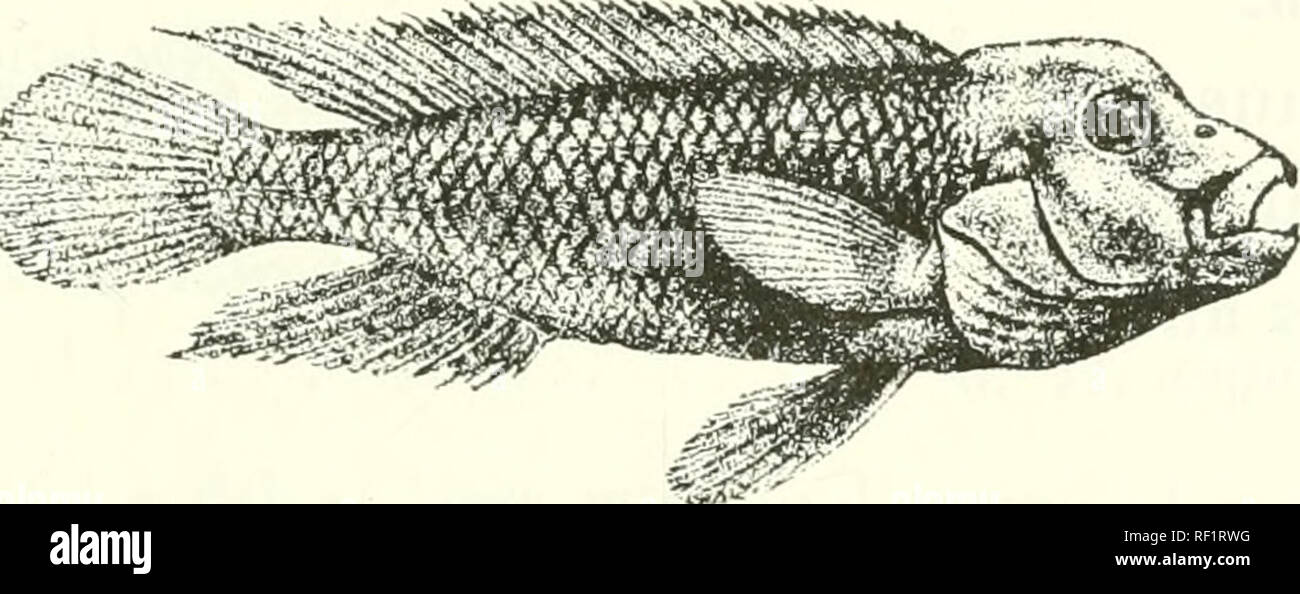 . Catalogue of the fresh-water fishes of Africa in the British Museum (Natural History). Fishes; Freshwater animals. STEATOCRANUS. 283 9. STEATOCRANUS. Boulen^, Ann. Mus. Congo, Zool. i. p. 52 (1899), Proc. Zool. Soc. 1899, p. 141, and Poiss. Bass. Congo, p. 481 (1901) ; Pellegr. Mem. Soc. Zool. France, xvi. 1904, p. 350. Body moderately elongate ; scales cycloid ; two incomplete lateral lines. Two widely separated series of notched teeth in both jaws, the outer larger, with one or two pairs of larger, truncate, incisor-liUe teeth at the symphysis; maxillary exposed. An adipose crest or swelli Stock Photo