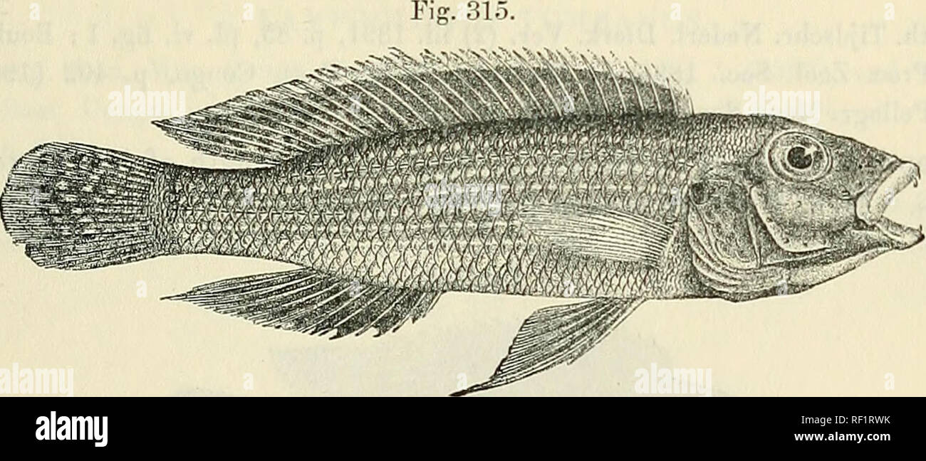 . Catalogue of the fresh-water fishes of Africa in the British Museum (Natural History). British Museum (Natural History); Fishes; Freshwater animals. LAMPROLOGUS. 4G3 2. LAMPROLOGUS TETRACANTHUS. Bonleng. Ann. Mus. Congo, Zool. i. p. 118, pi. xliv. fig. 5 (1899), and Poiss. Bass. Congo, p. 398 (1901); Pellegr. Mem. Soc. Zool. France, xvi. 1904, p. 288. Depth of body 4 times in total length, length of head 3^ times. Snout with slightly convex upper profile, a little longer than eye, which is 3-f times in length of head and a little exceeds interorbital width; mouth extending to between nostril Stock Photo