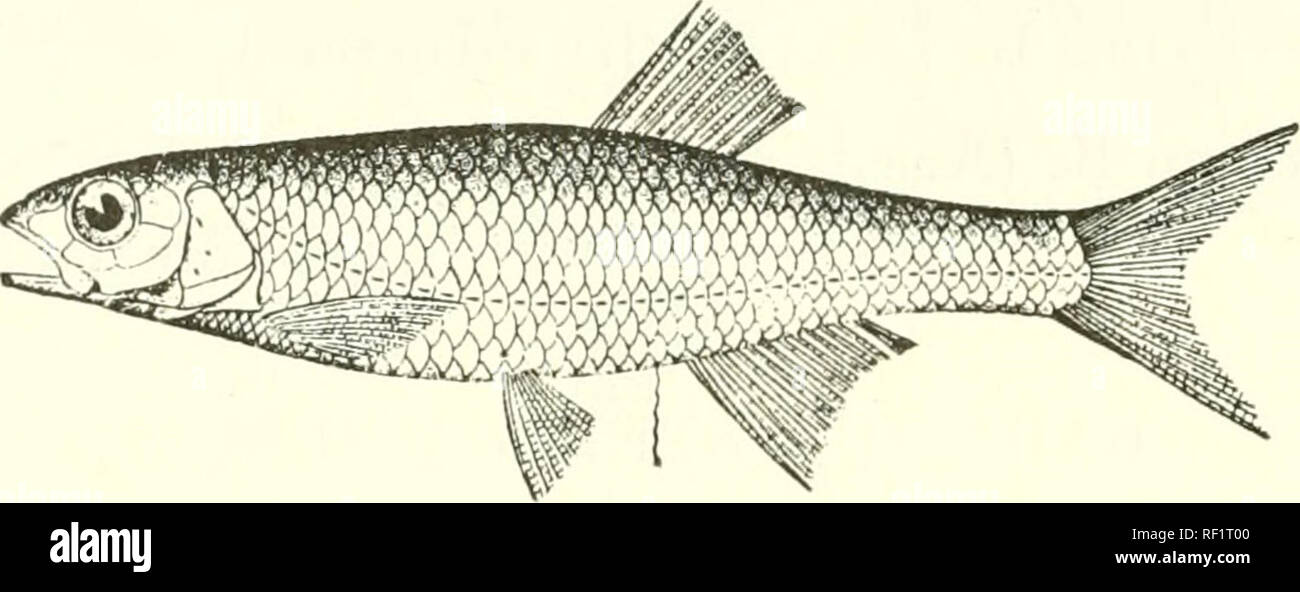 . Catalogue of the fresh-water fishes of Africa in the British Museum (Natural History). Fishes; Freshwater animals. 108 CIPRINID.E. G. BARILIUS ZAMBESENSTS. Leuciscus zamhesensis, Peters, Mon. Berl. Ac. 1852, p. 682. Opsaridio7i zamb^zense, Peters, op. cit. 1853, p. 783, and Reise Mossamb. iv. p. 58, pi. xi. fig. 5 (1808). BarHixs zamhezeims, Giiiith. Cat. Fish. vii. p. 292 (1868). Depth of body 4 to 4^ times in total length, length of head 3§ to 4 times. Head twice as long as broad ; snout rounded, scarcely projecting beyond mouth, as long as or shorter than eye, which is 8^ to 4 times in le Stock Photo