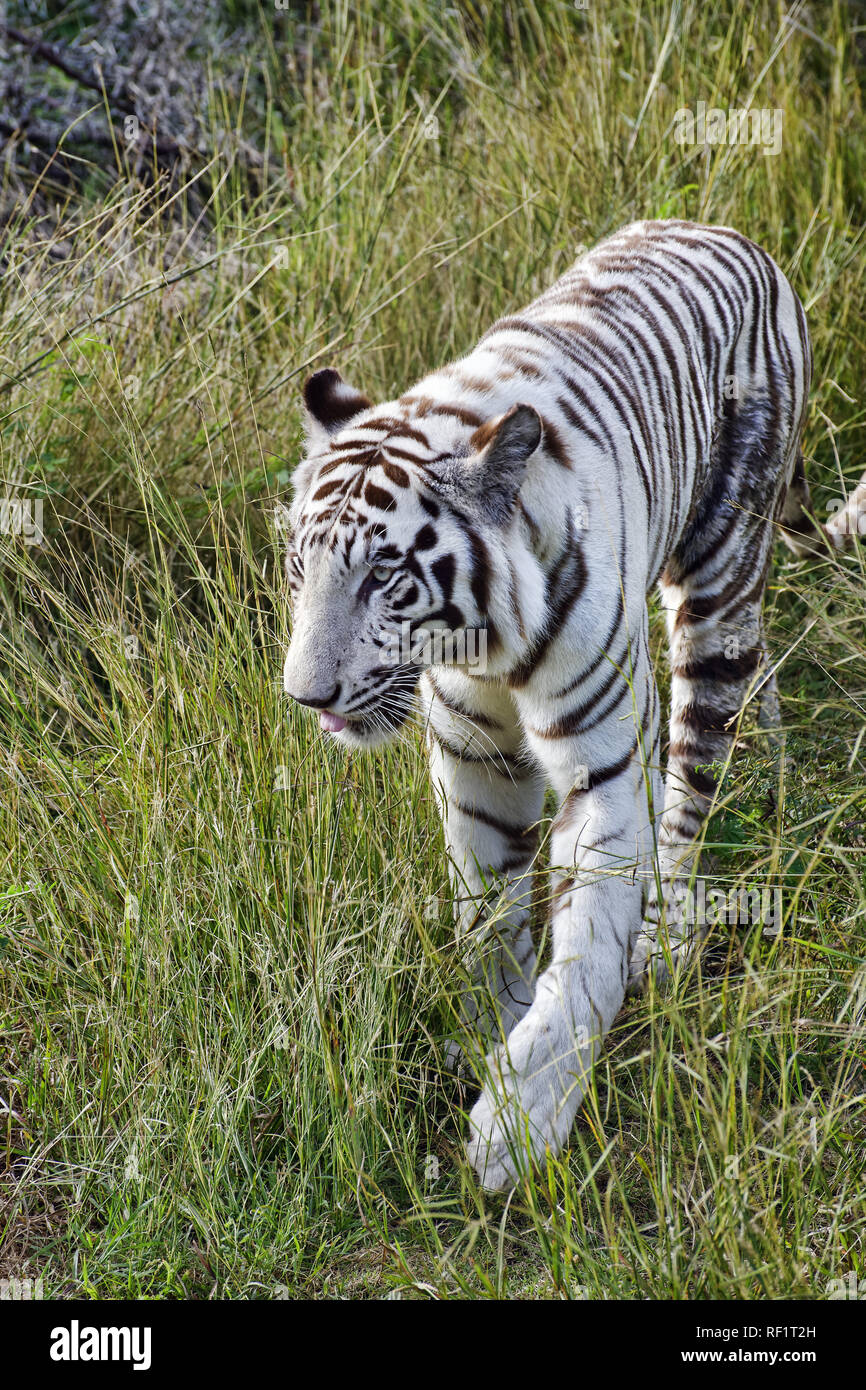 Bengal white tiger - Panthera tigris tigris Stock Photo