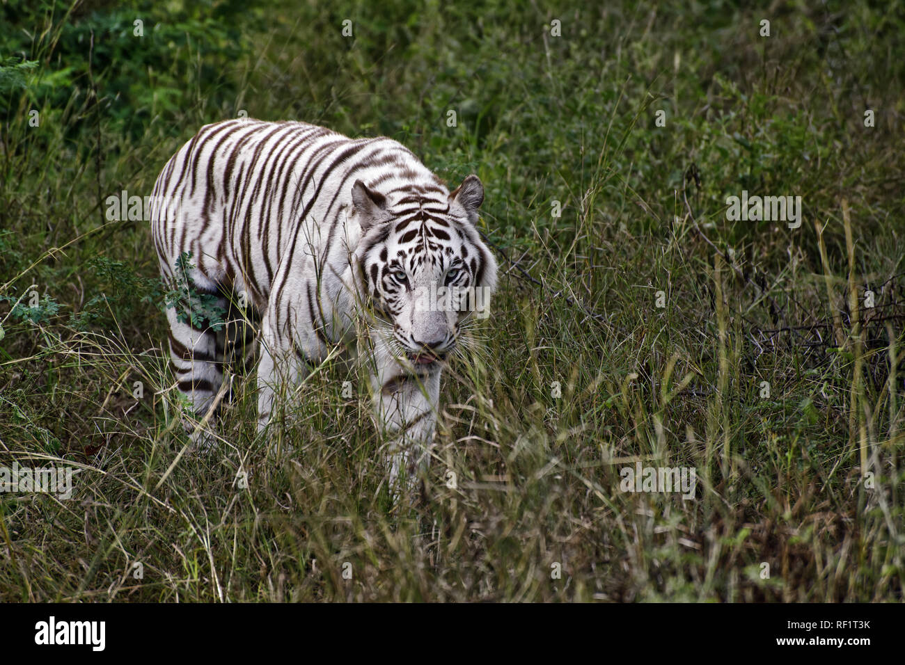 Bengal white tiger - Panthera tigris tigris Stock Photo