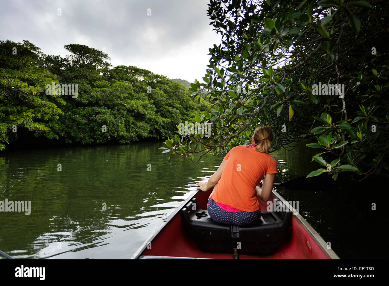 Woman canoeing on a river in mangrove forest, Iriomote, JApan Stock Photo